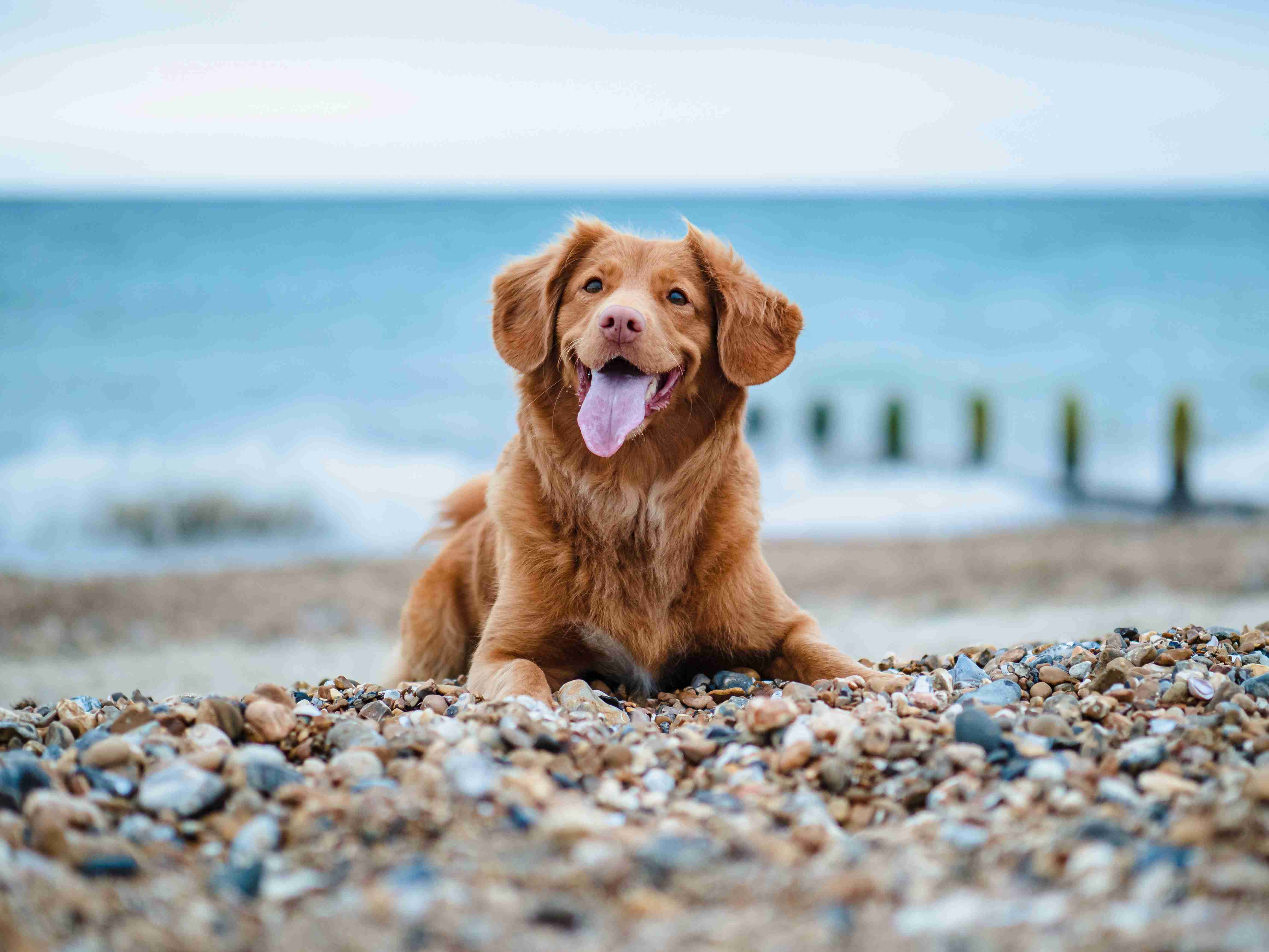 Top Tips for Preventing Parasites in Golden Retrievers: A Guide to Keeping Your Dog Healthy