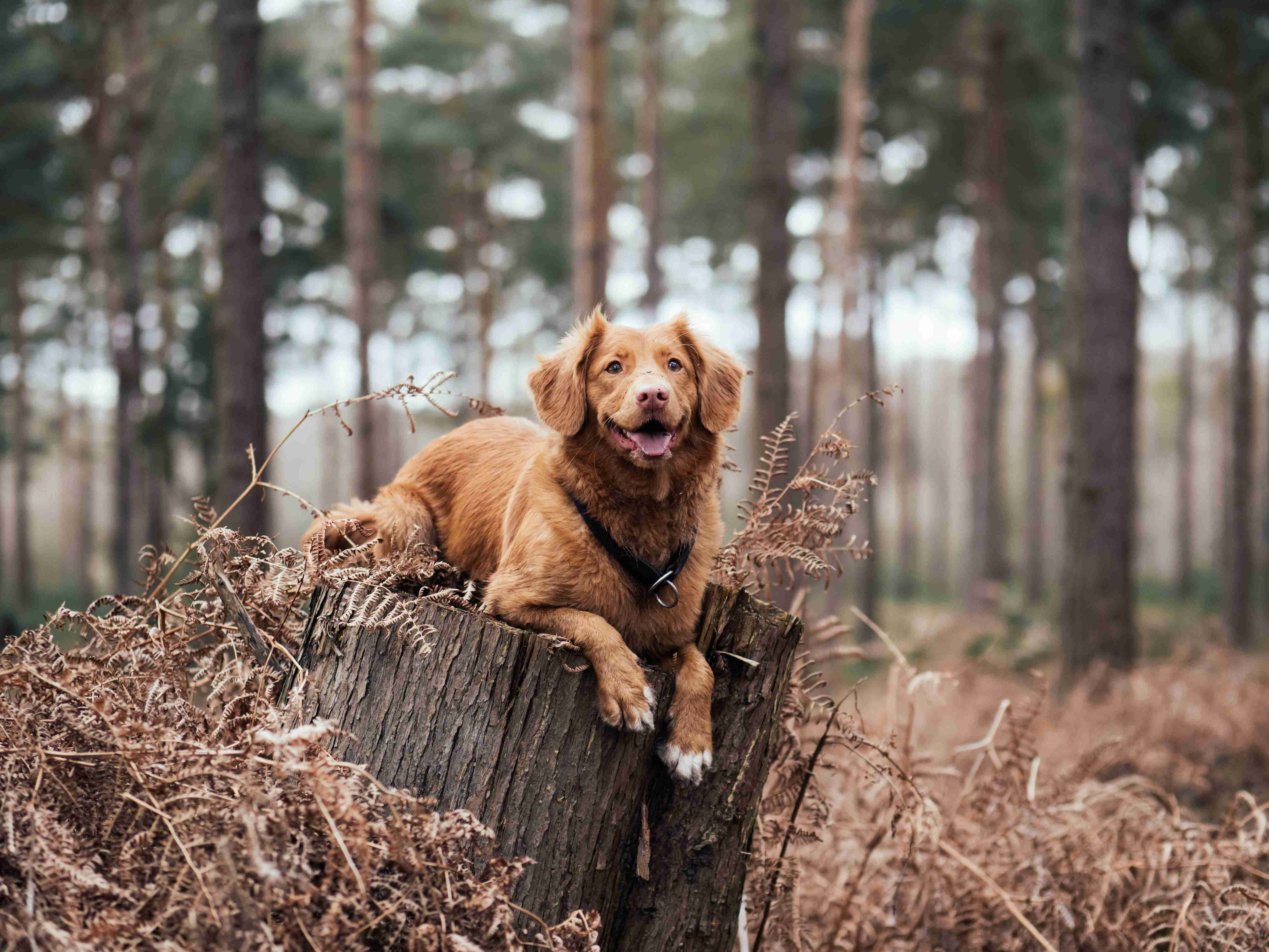 Golden Advice: A Guide to Maintaining a Healthy Coat for your Golden Retriever with Proper Nutrition