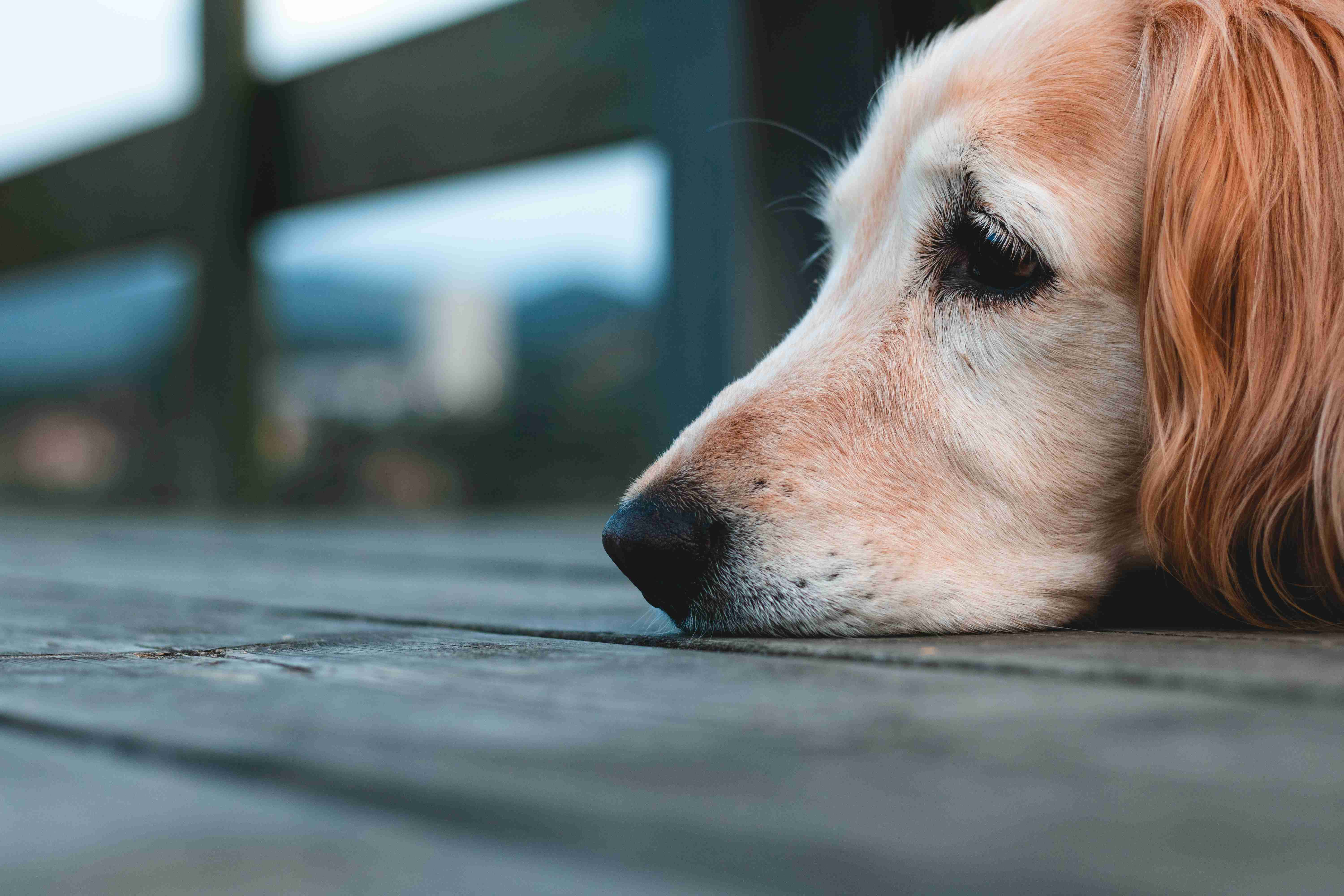 Dog Owners Beware: Recognizing the Signs of Separation Anxiety in Golden Retrievers
