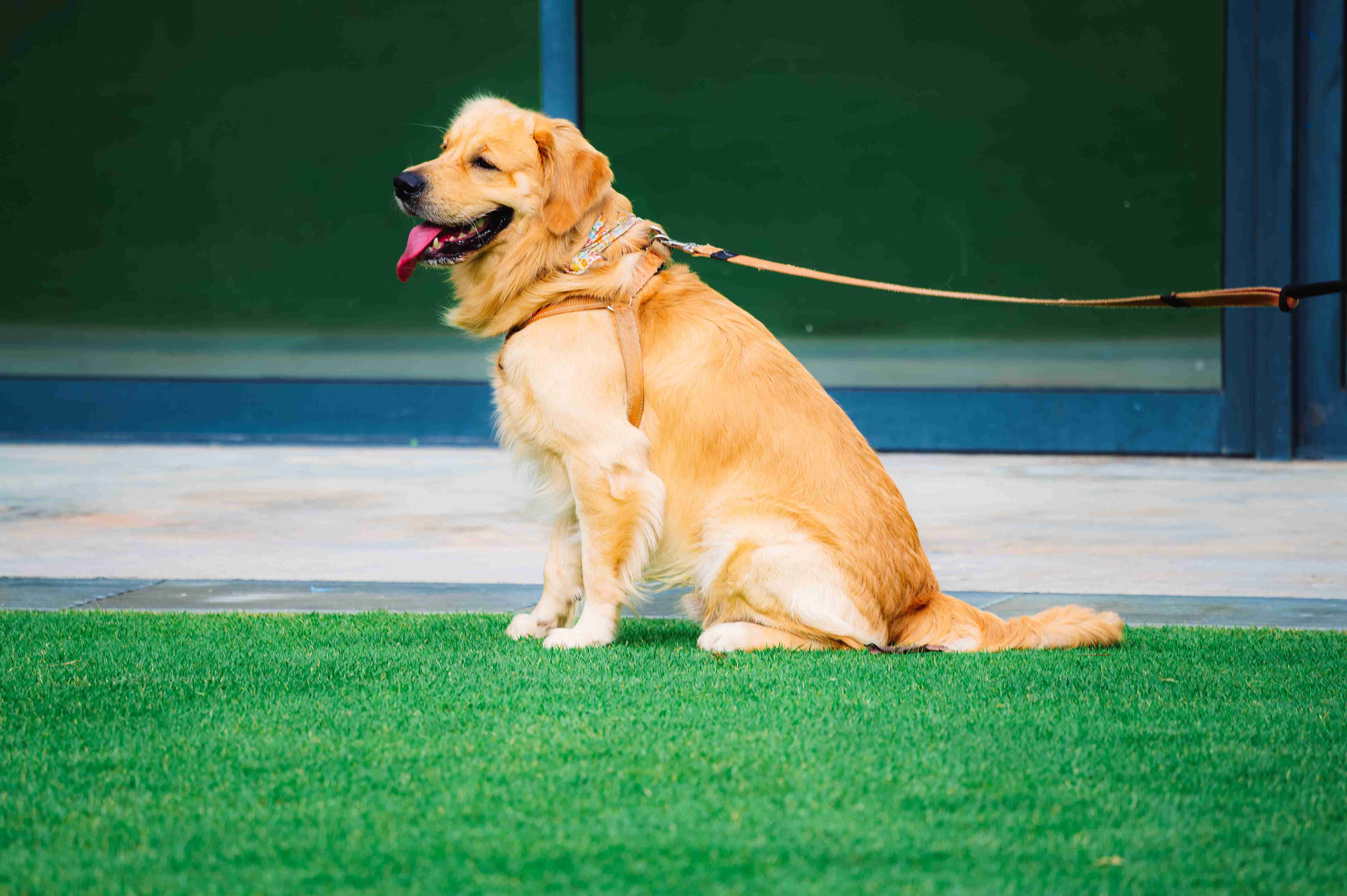 How important is socialization for Golden Retrievers?