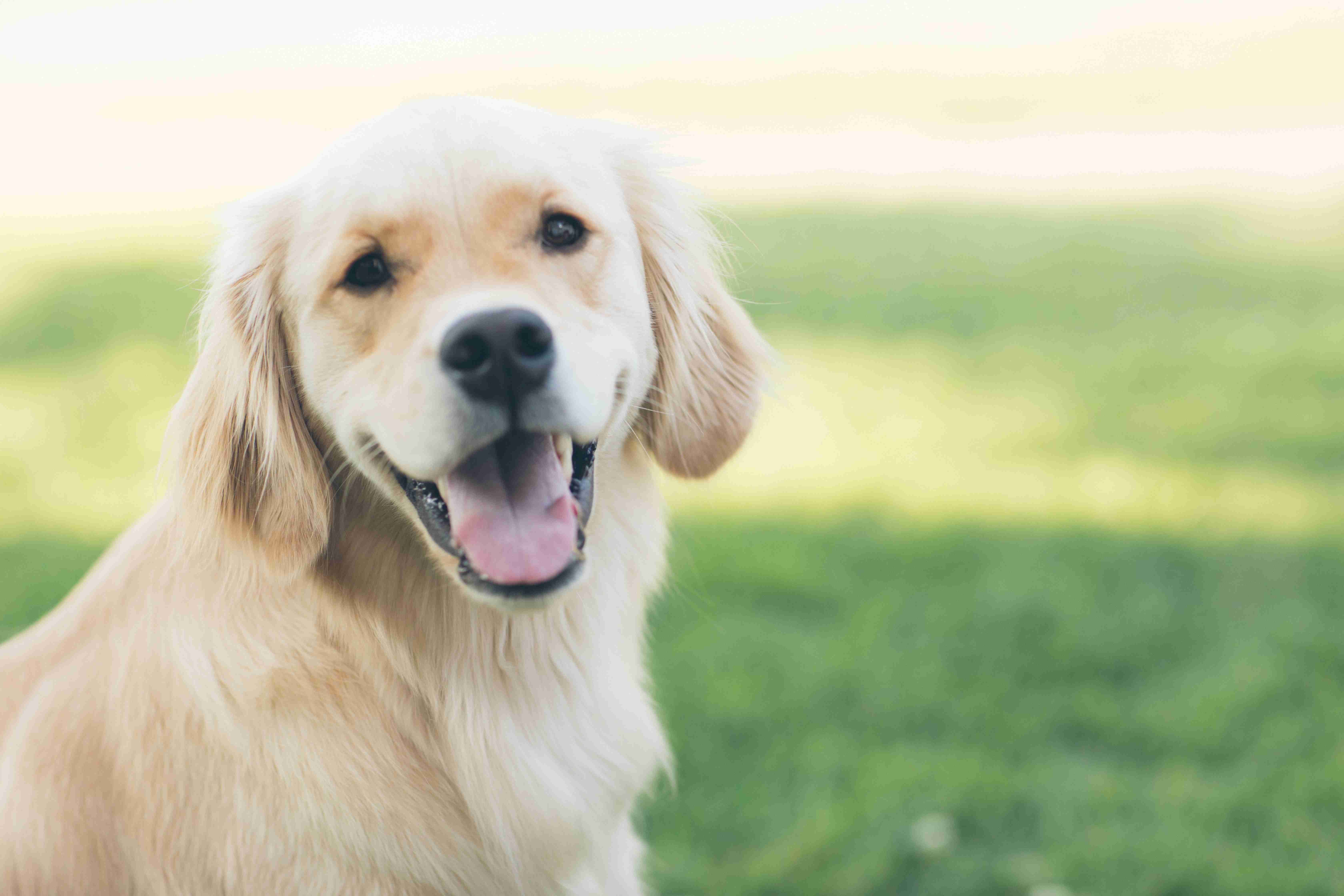 How can I prevent my Golden Retriever from chewing on furniture or belongings?