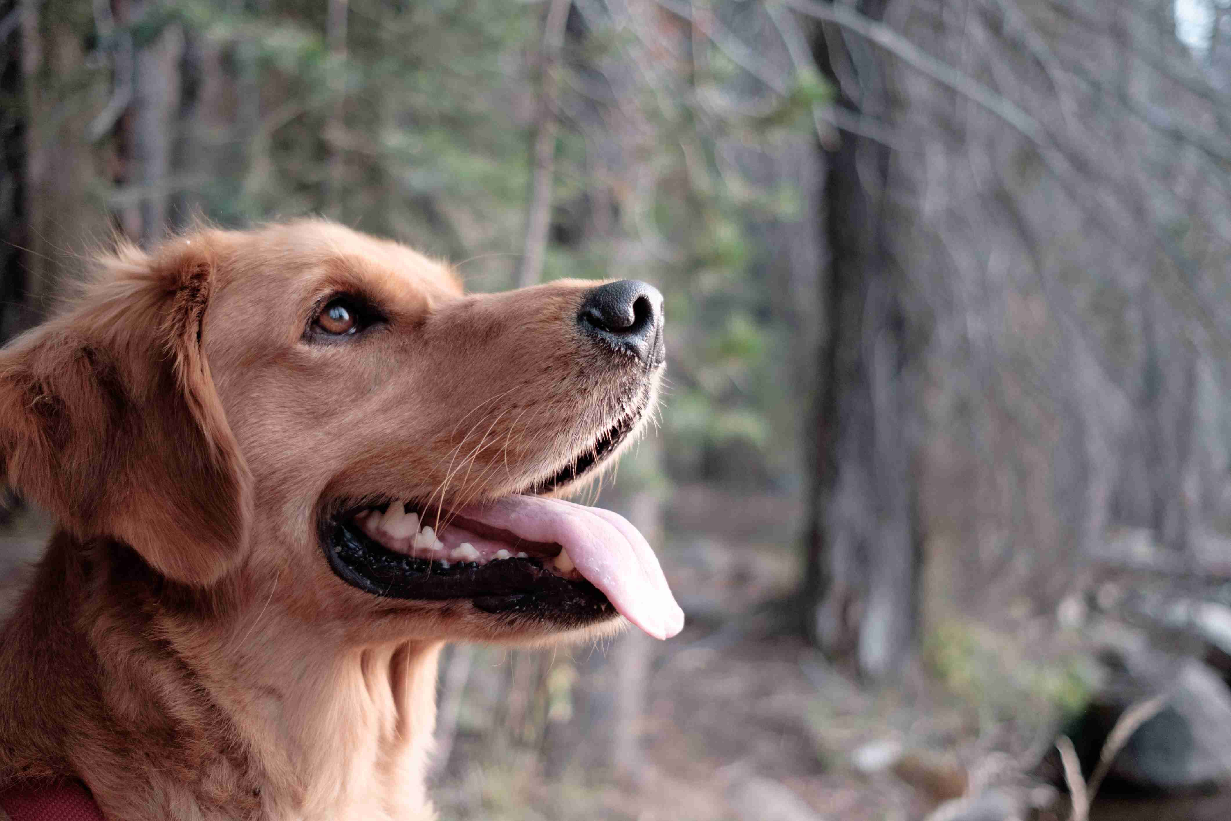 How can I ensure that my Golden Retriever is getting enough mental stimulation?