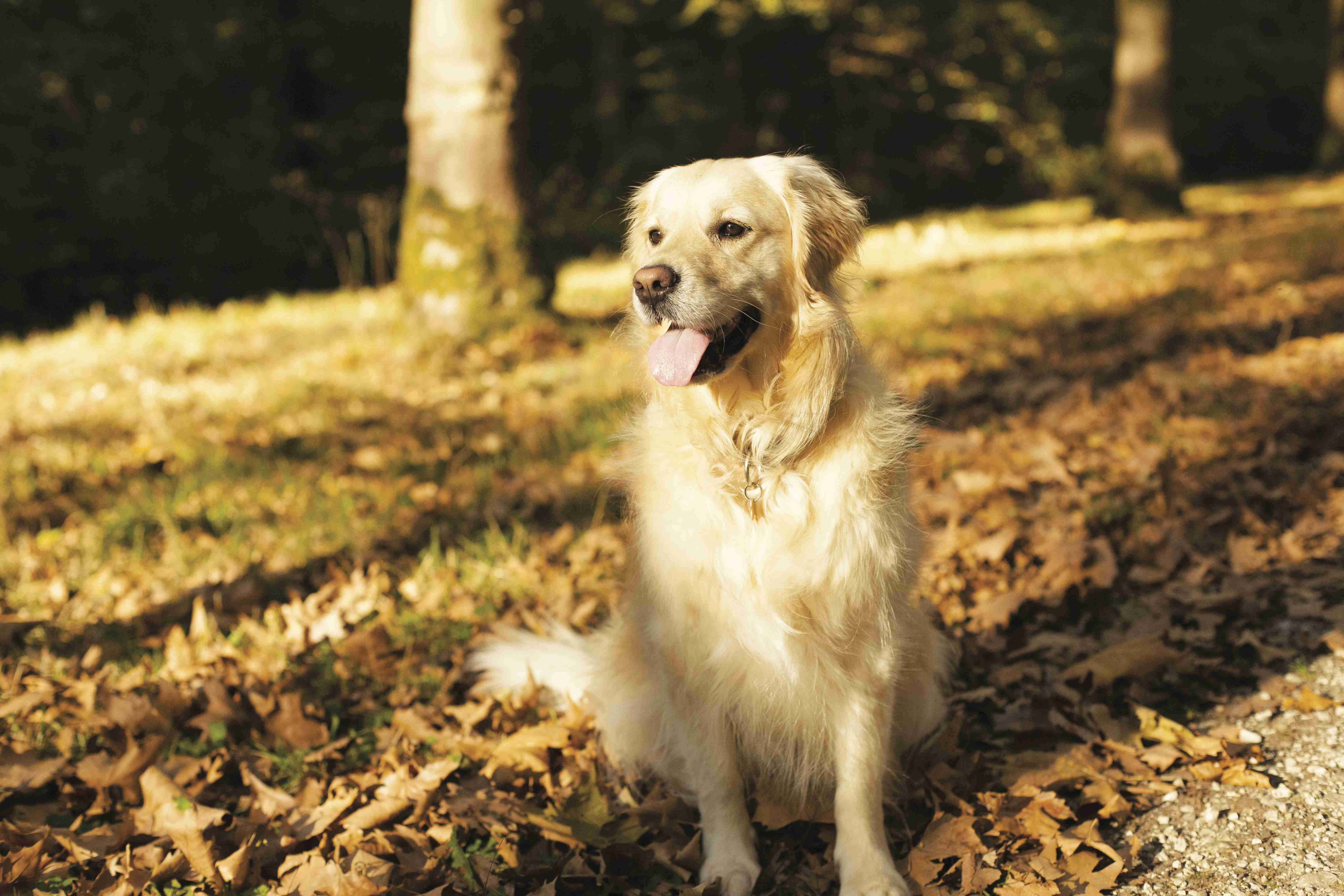 How can I prevent obesity in my golden retriever?