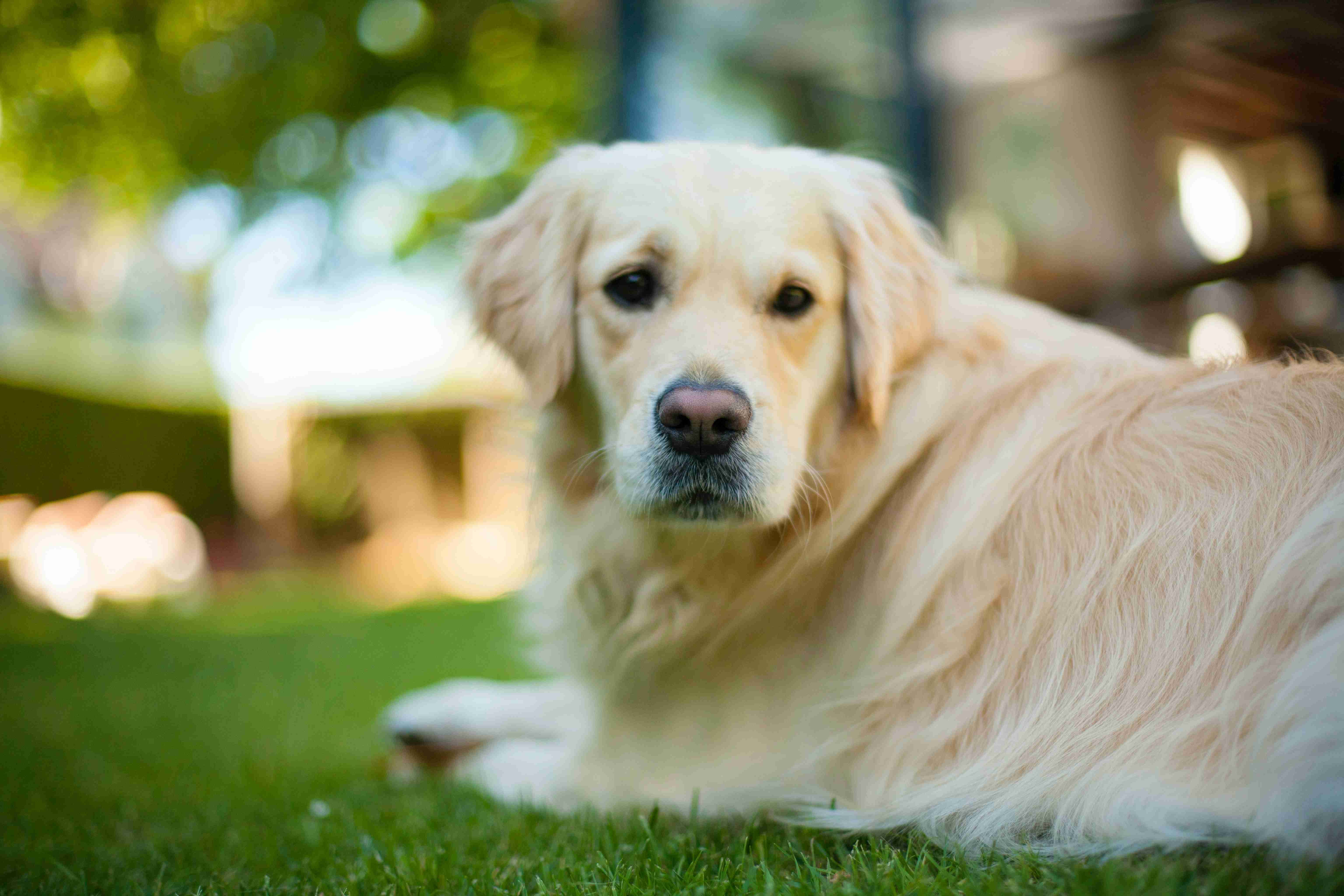 How can I help my Golden Retriever overcome separation anxiety?