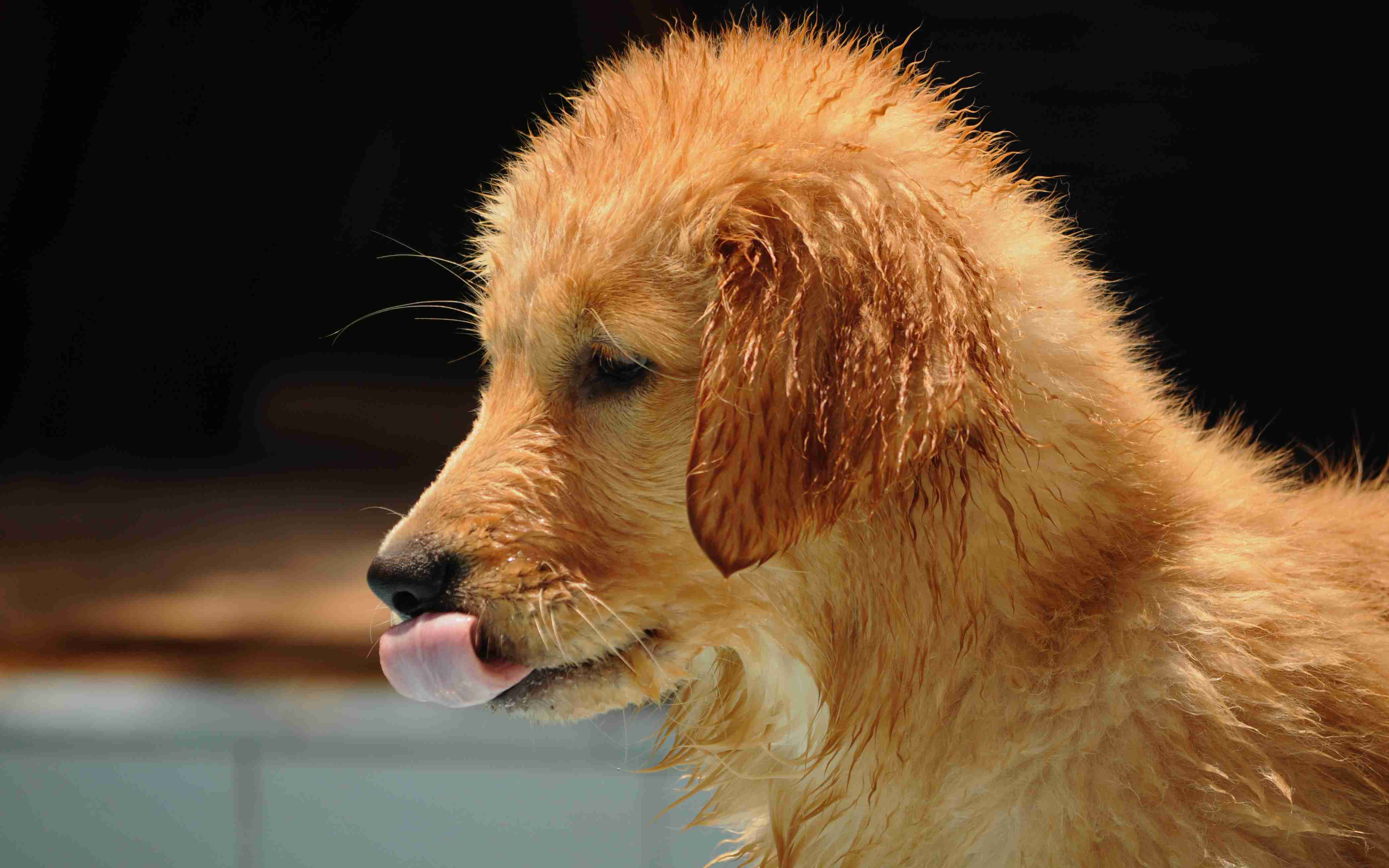 Are golden retrievers more prone to certain types of neurological conditions?