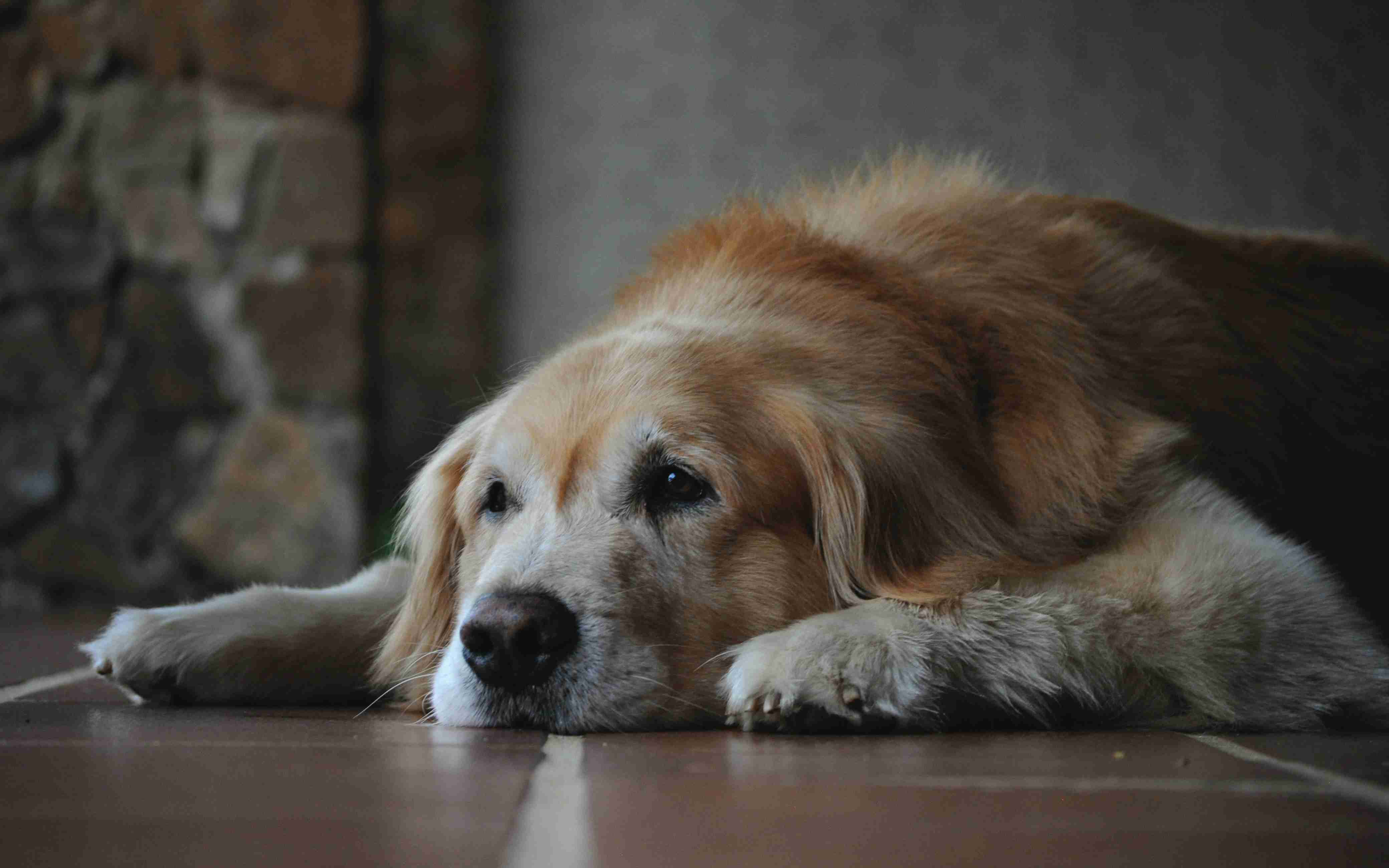 Golden Retriever Food Allergies: Expert Tips for Safe and Healthy Feeding