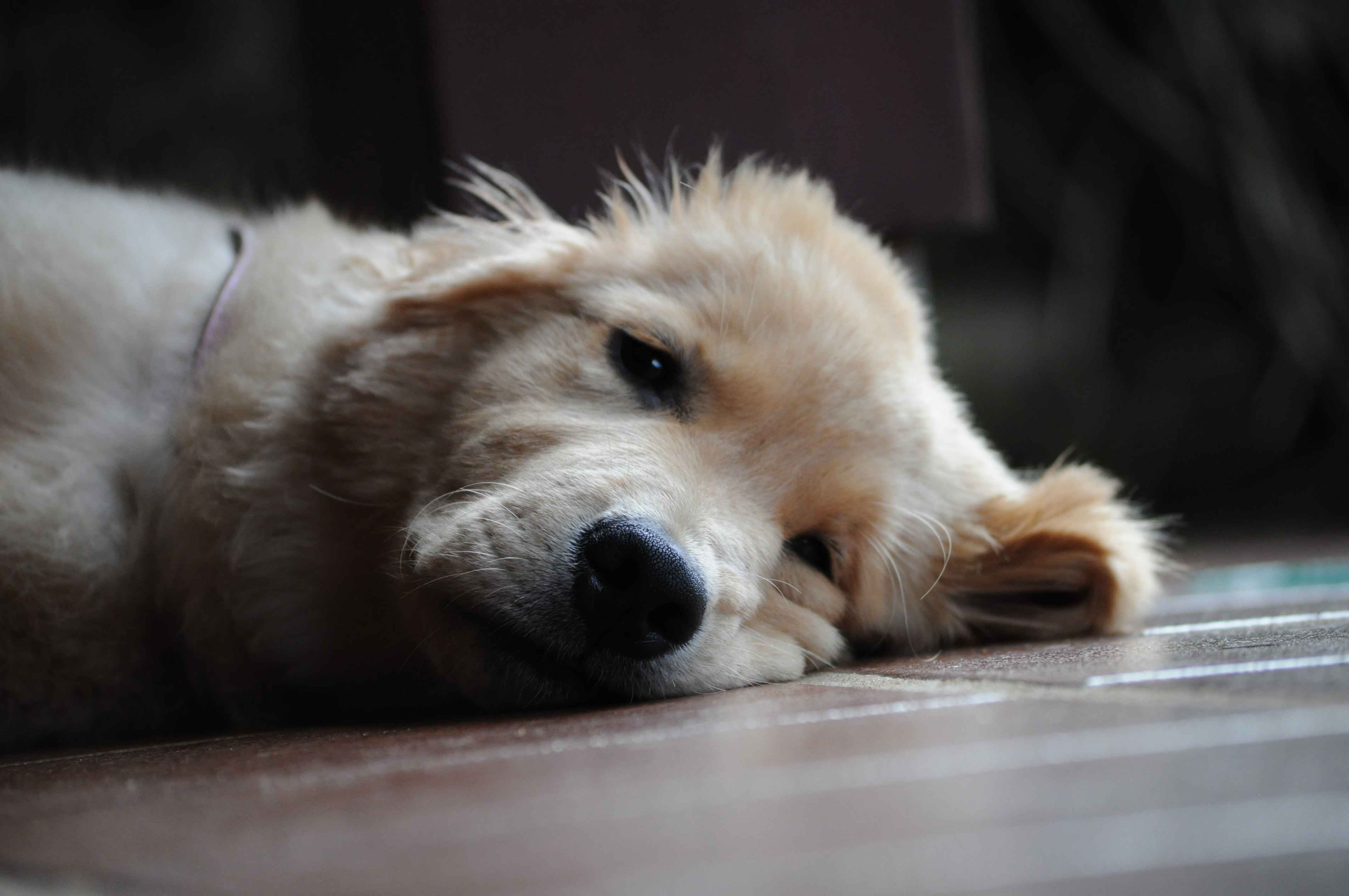 5 Tips for Maintaining a Balanced Energy Level in Your Golden Retriever
