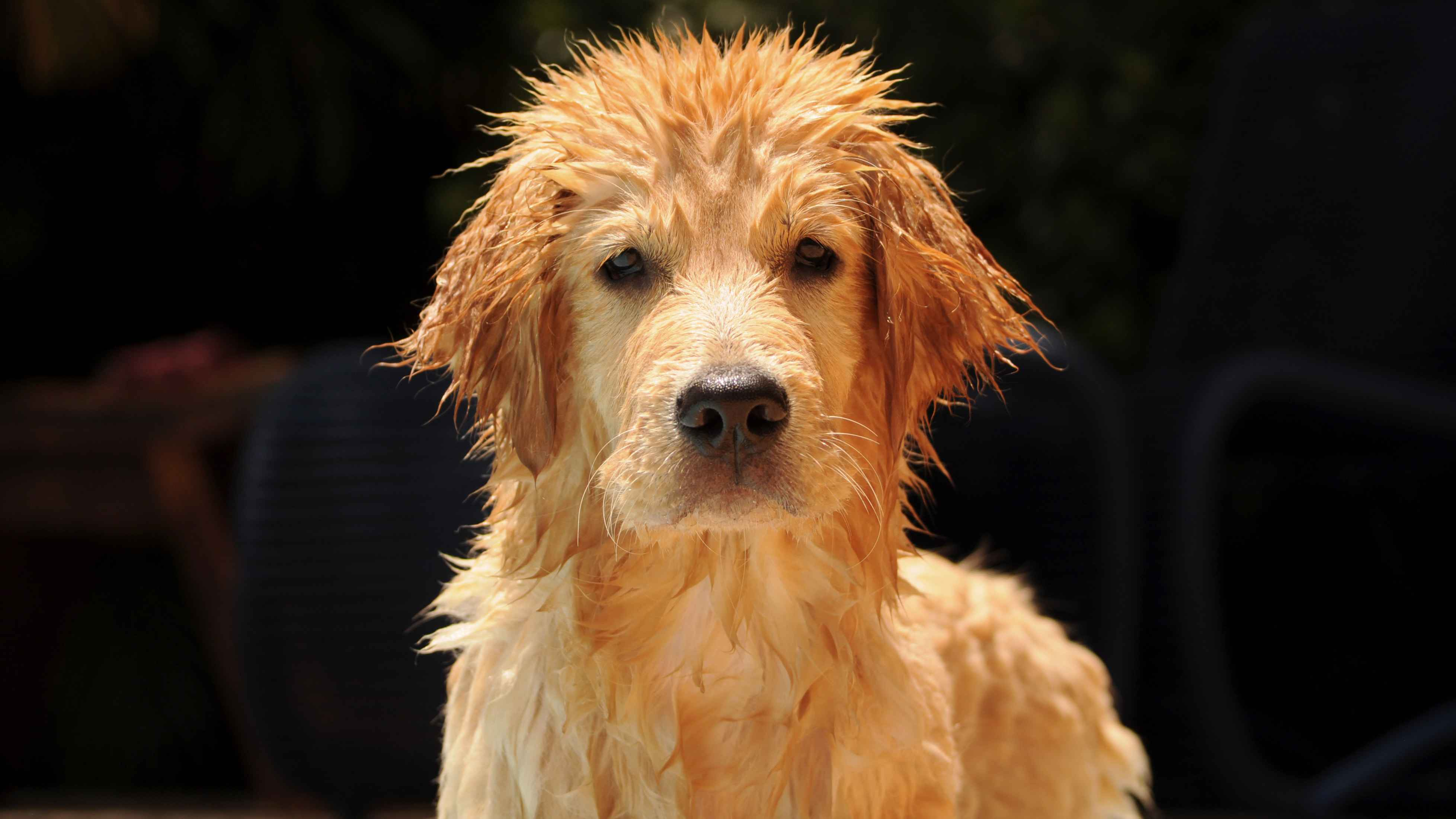 5 Effective Tips to Keep Your Golden Retriever's Coat Clean and Free of Debris