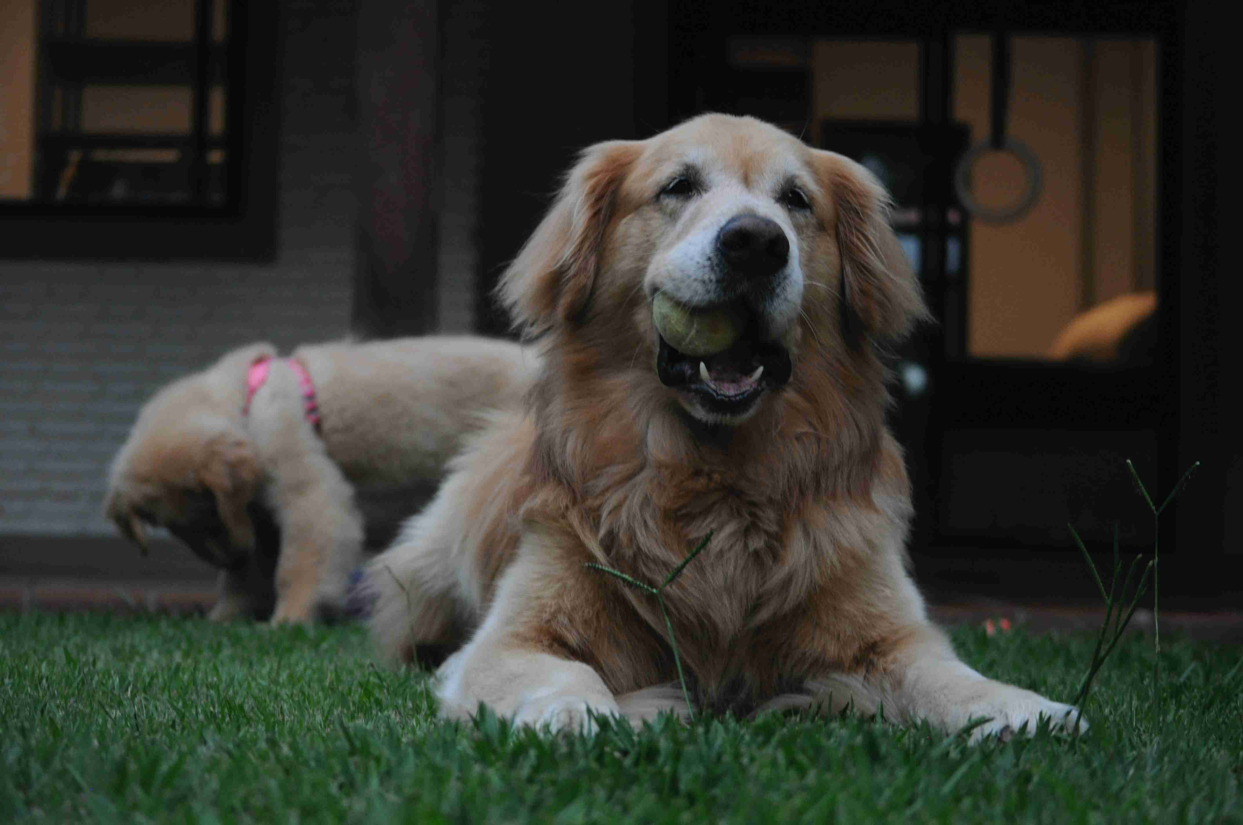Are golden retrievers prone to any specific gastrointestinal issues?