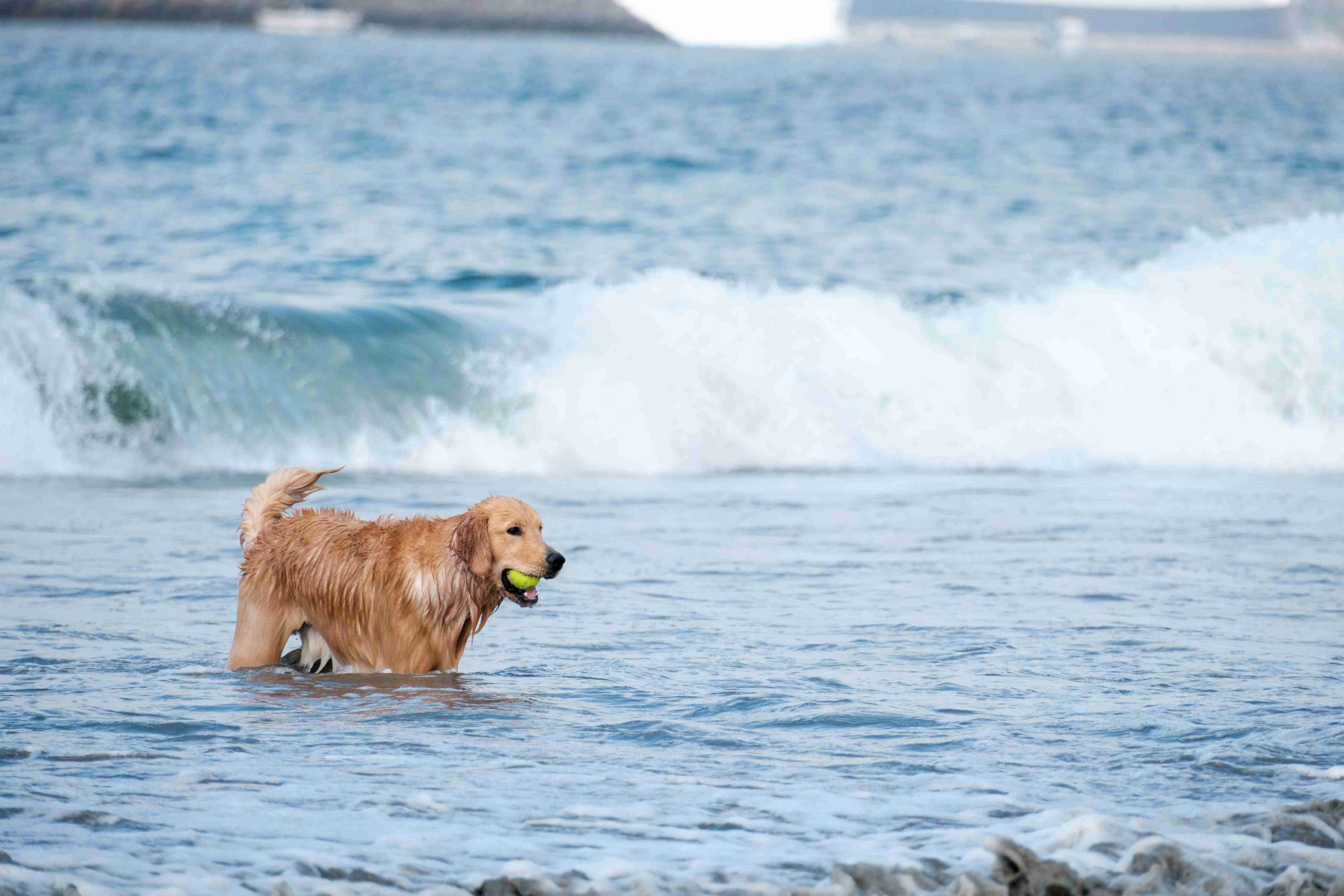 Are there any specific exercises or activities that are beneficial for a Golden Retriever's mental stimulation?