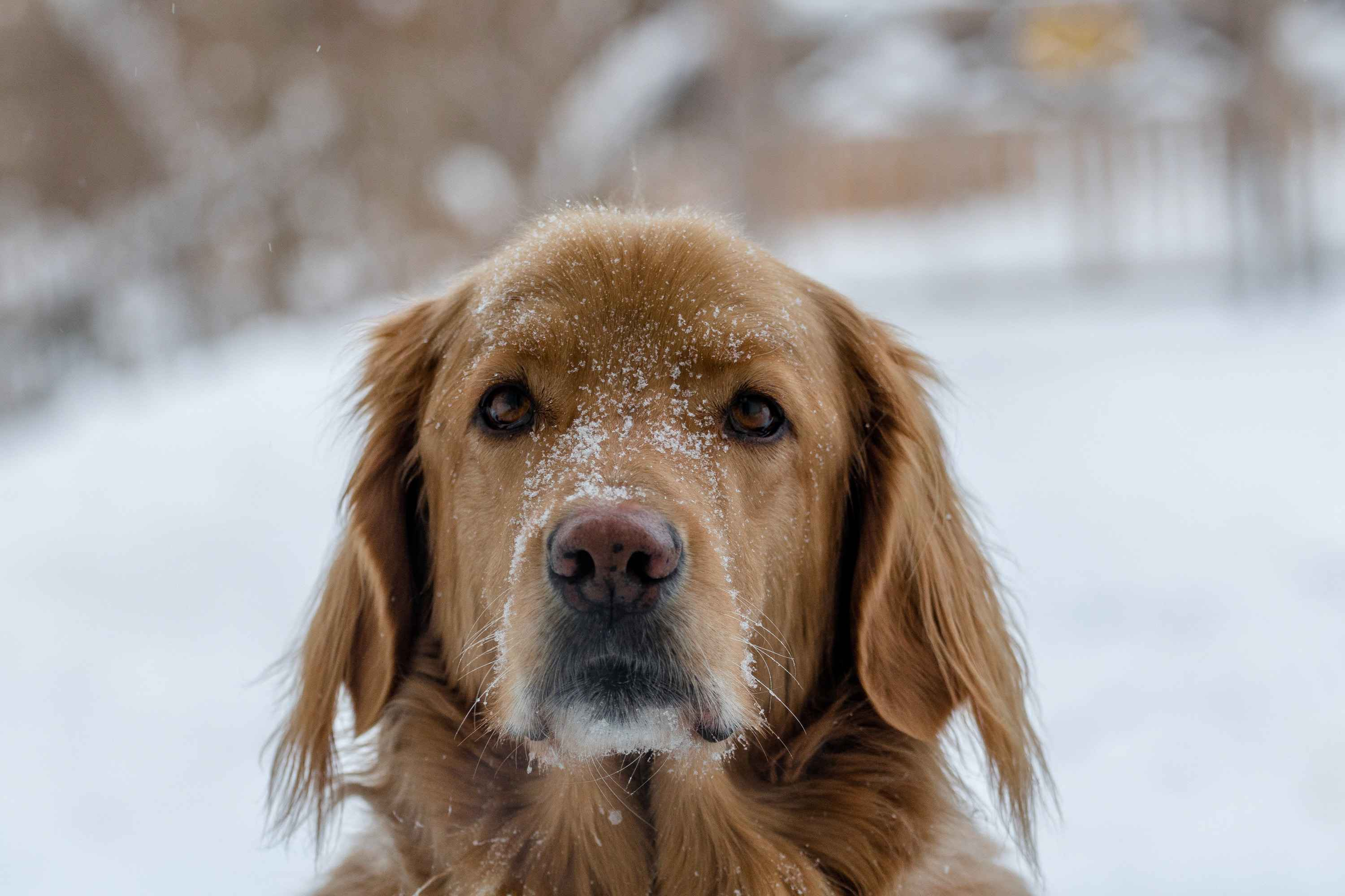 What are the most common health issues that Golden Retrievers are prone to?