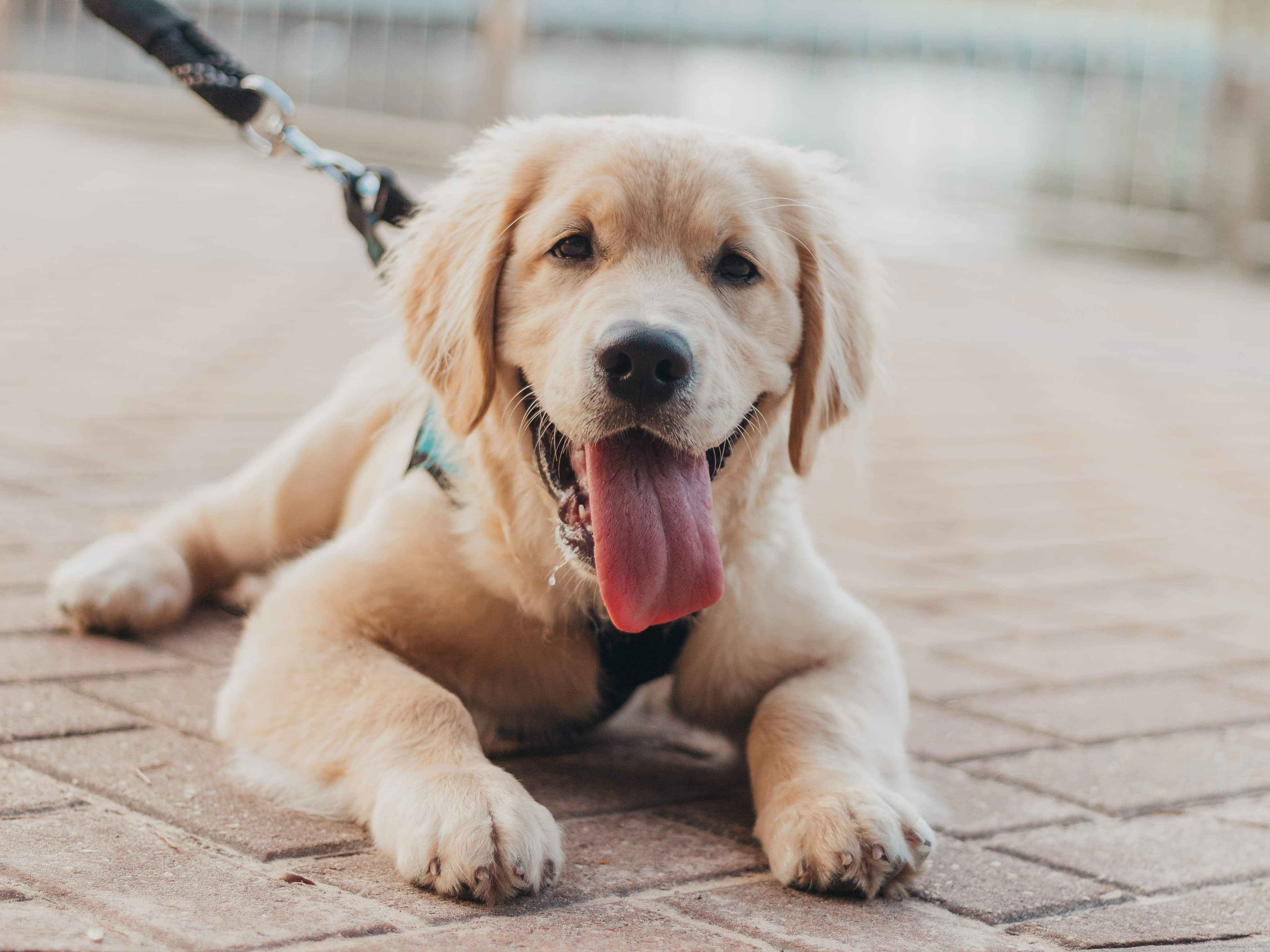 Preparing for the Arrival: 5 Signs Your Golden Retriever is About to Give Birth