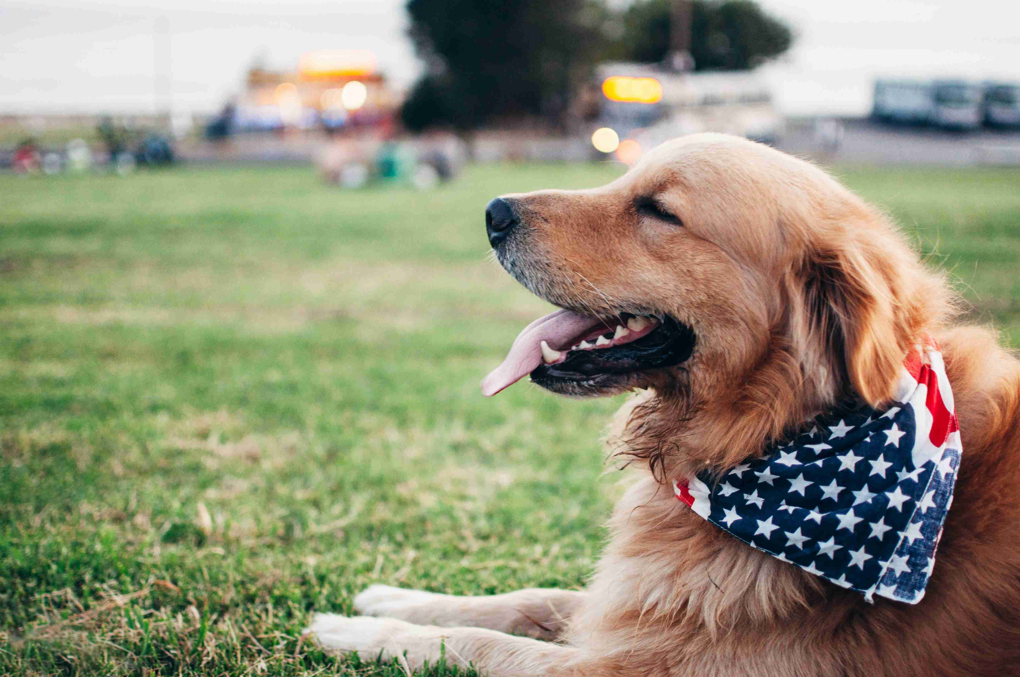 What vaccinations are necessary for a Golden Retriever?