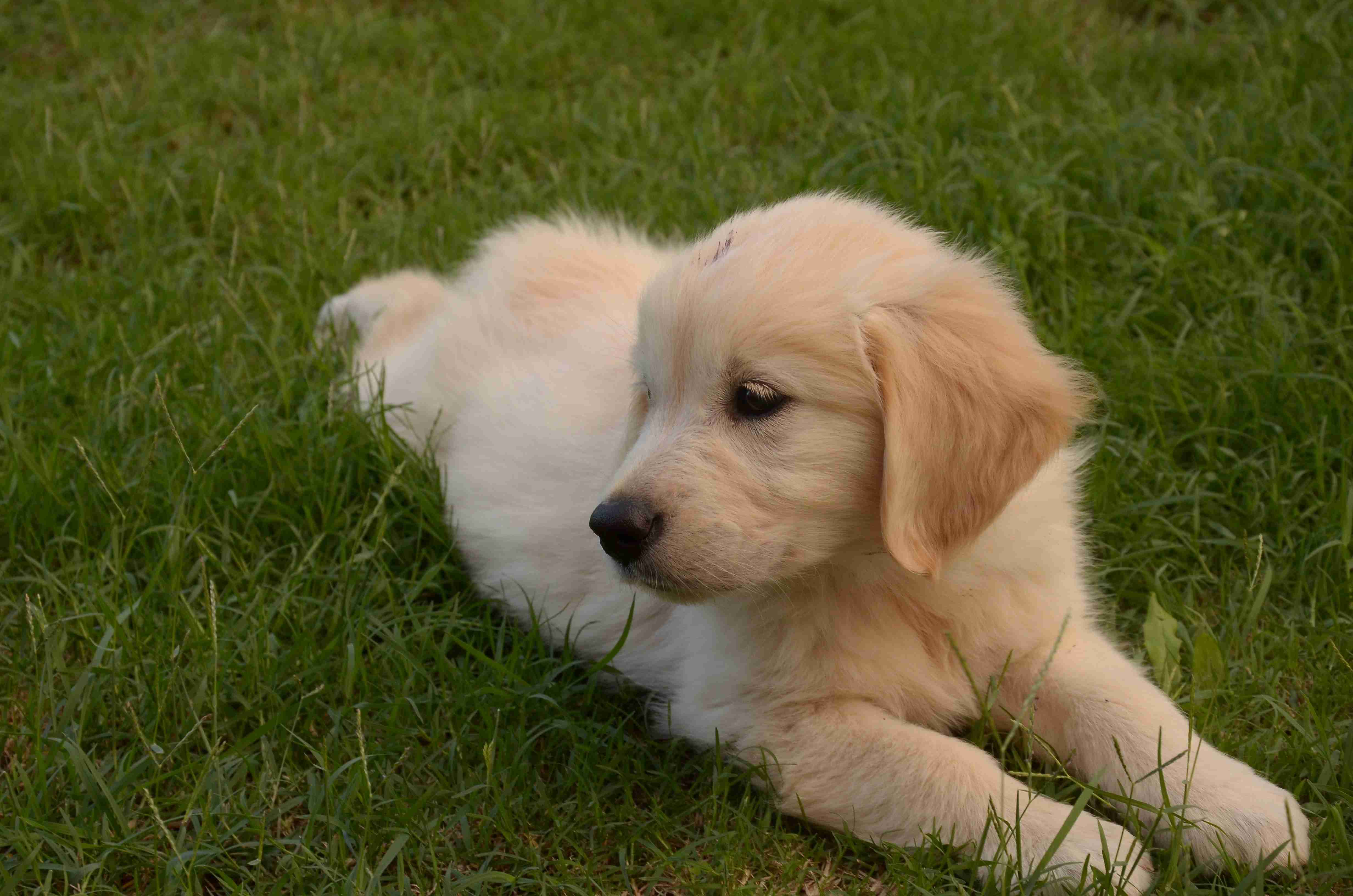 Golden Rules: Best Practices to Prevent Kennel Cough in Golden Retrievers