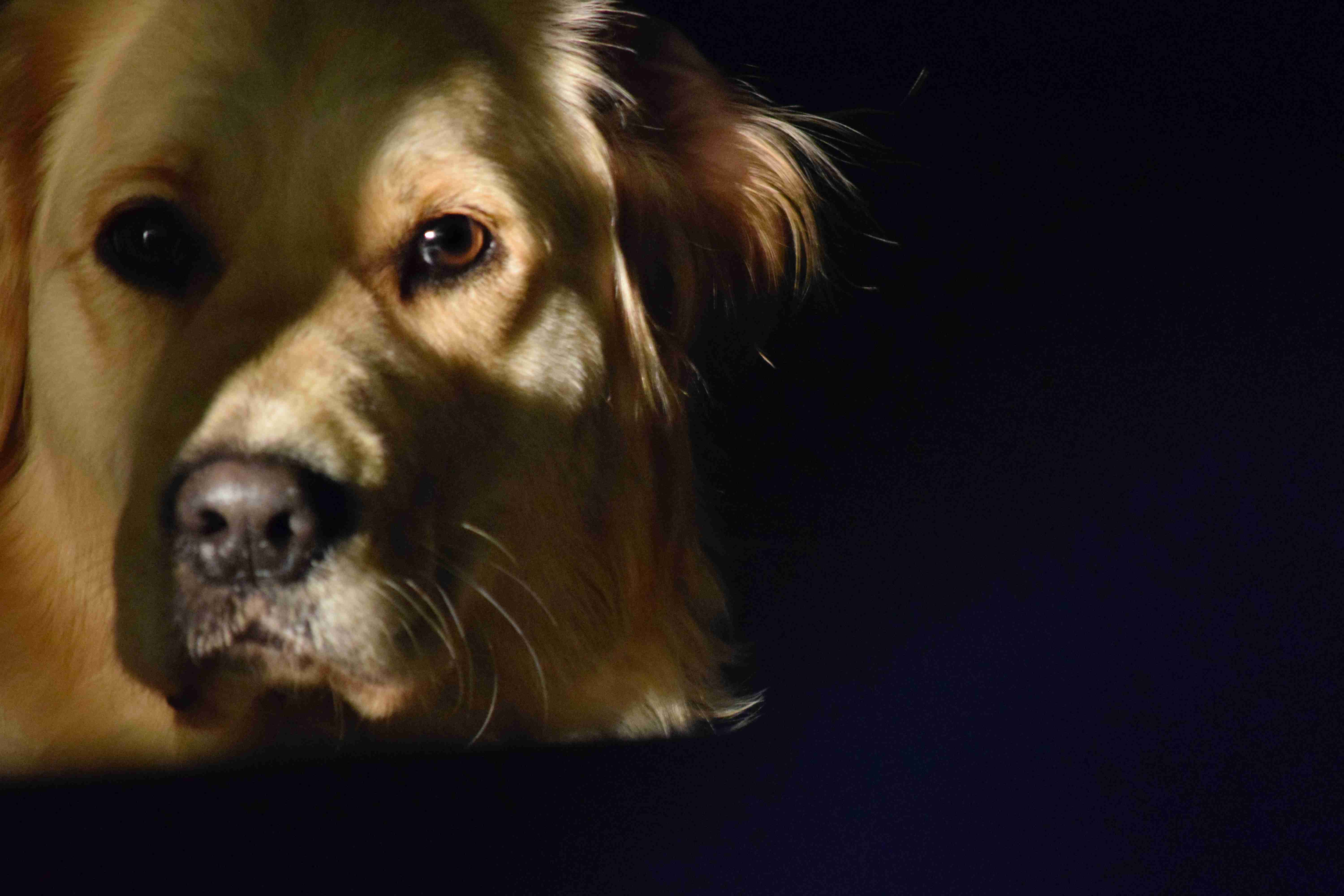 Can Golden Retrievers be prone to certain types of respiratory problems?