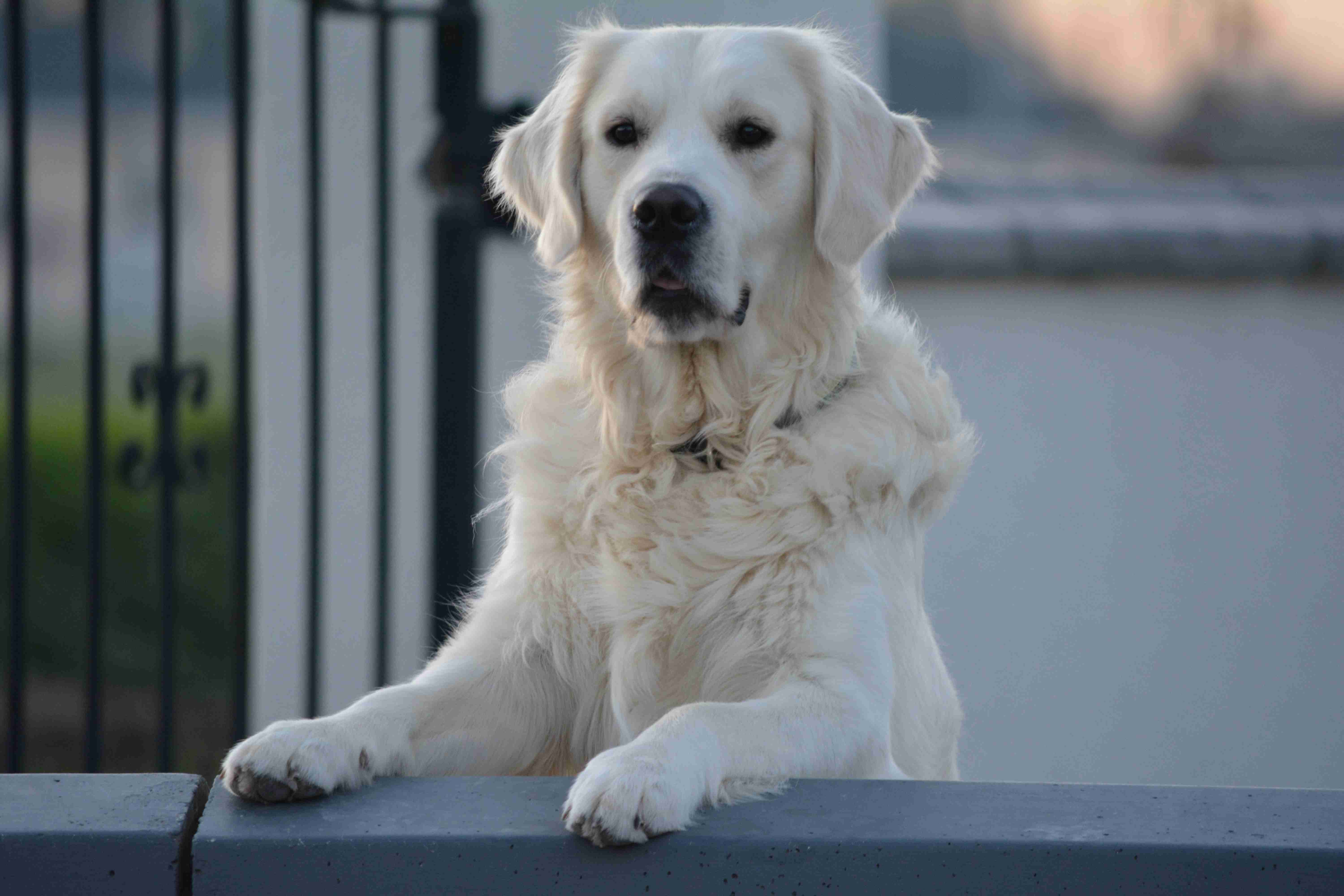 Golden Retriever Management Tips: How to Ensure Peaceful Relaxation Time with Your Family