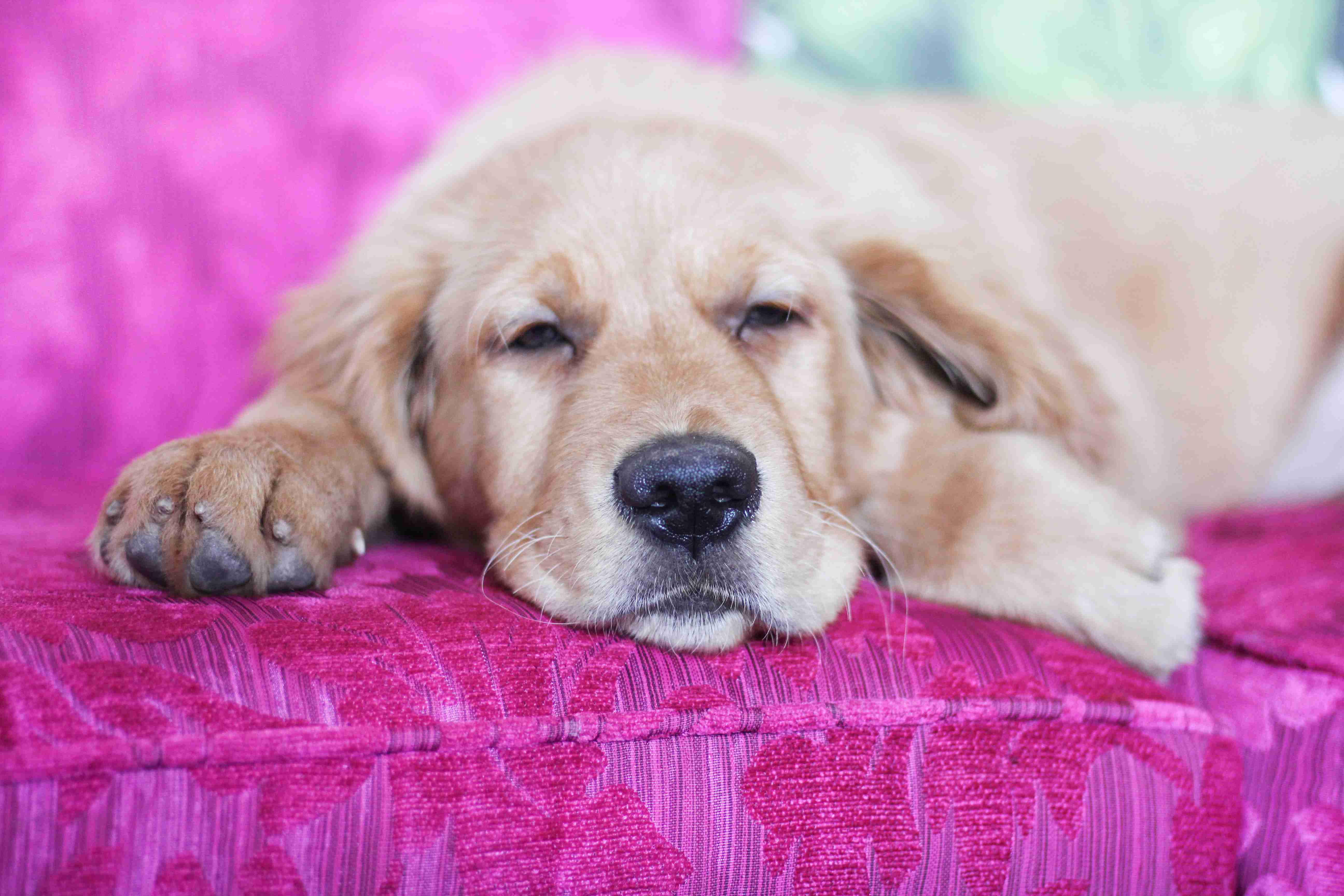 How can I prevent my Golden Retriever from developing kidney disease?