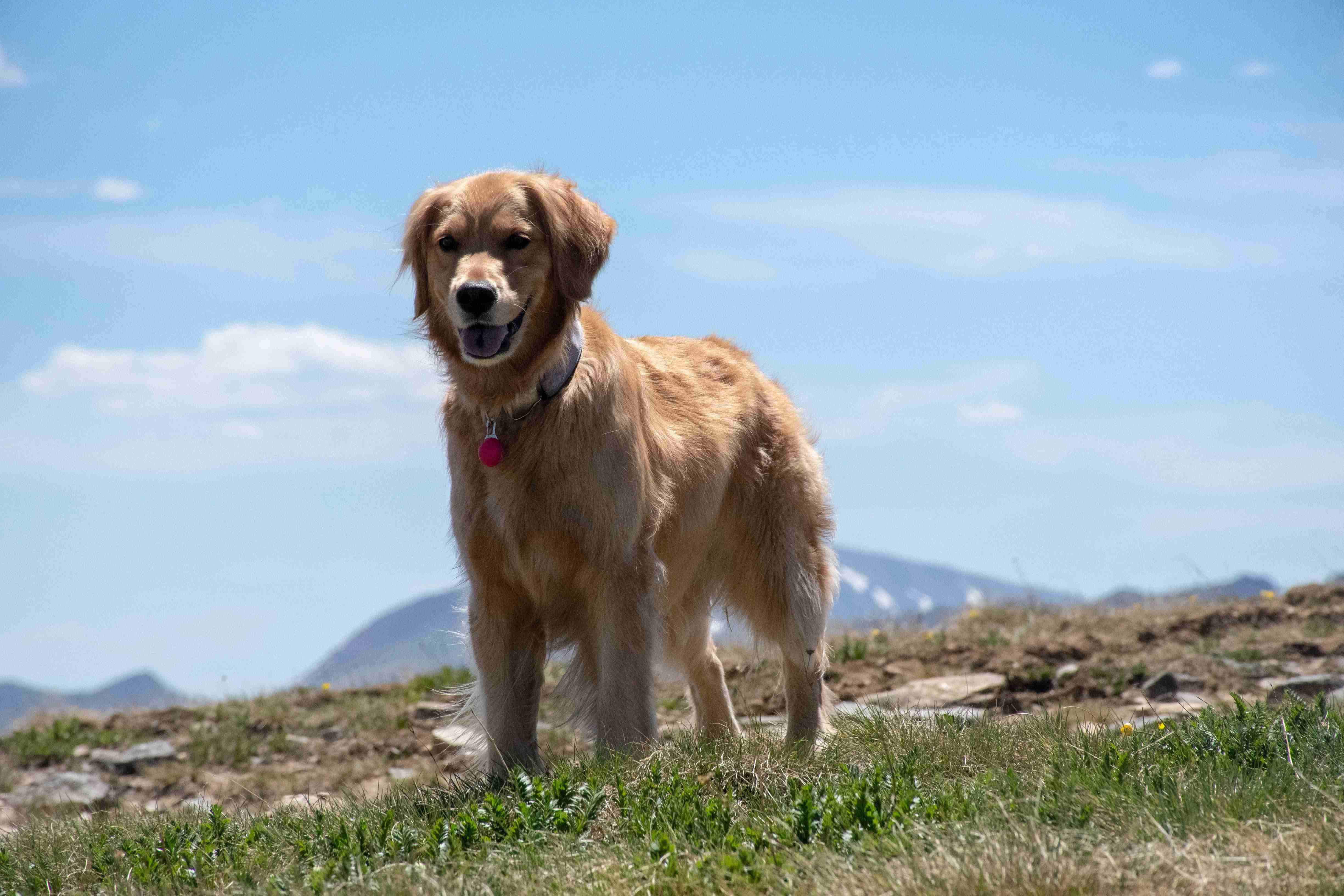 Building a Stronger Bond: Tips to Help Your Golden Retriever Puppy Connect with You