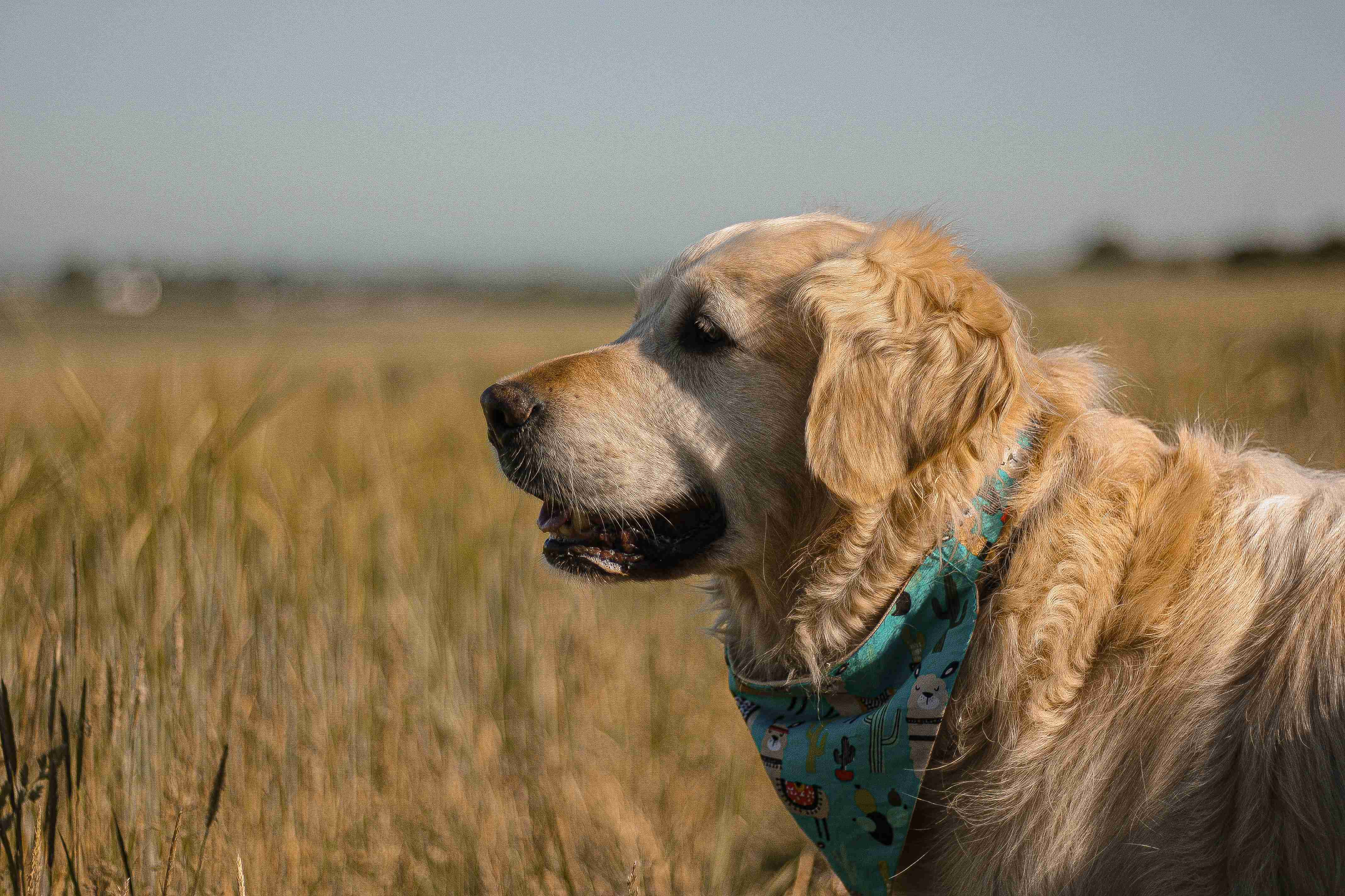 Protecting Your Golden Retriever's Coat: Top Tips to Prevent Parasites