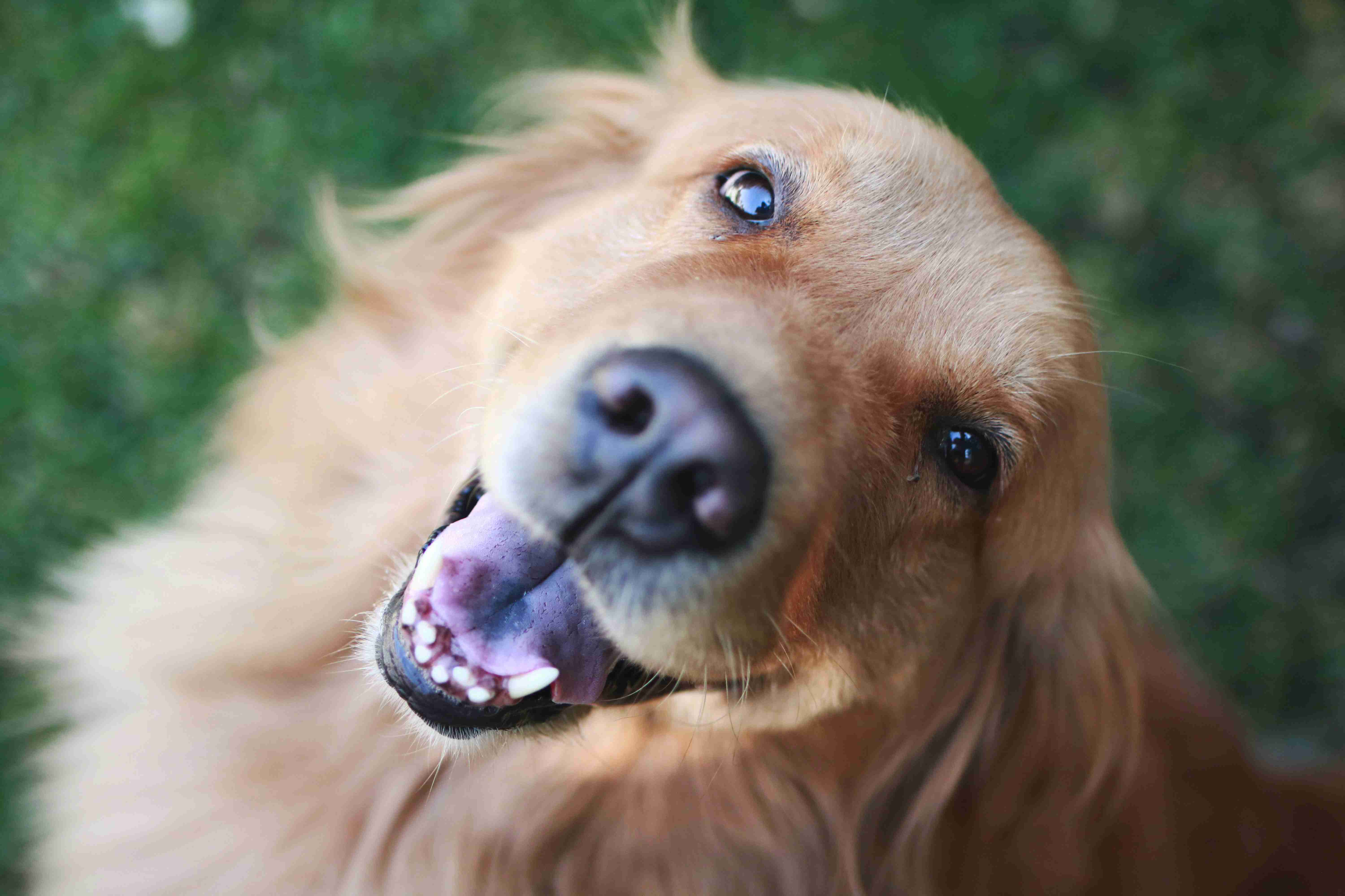 Grooming Your Golden Retriever: Essential Tips for Maintaining Their Undercoat