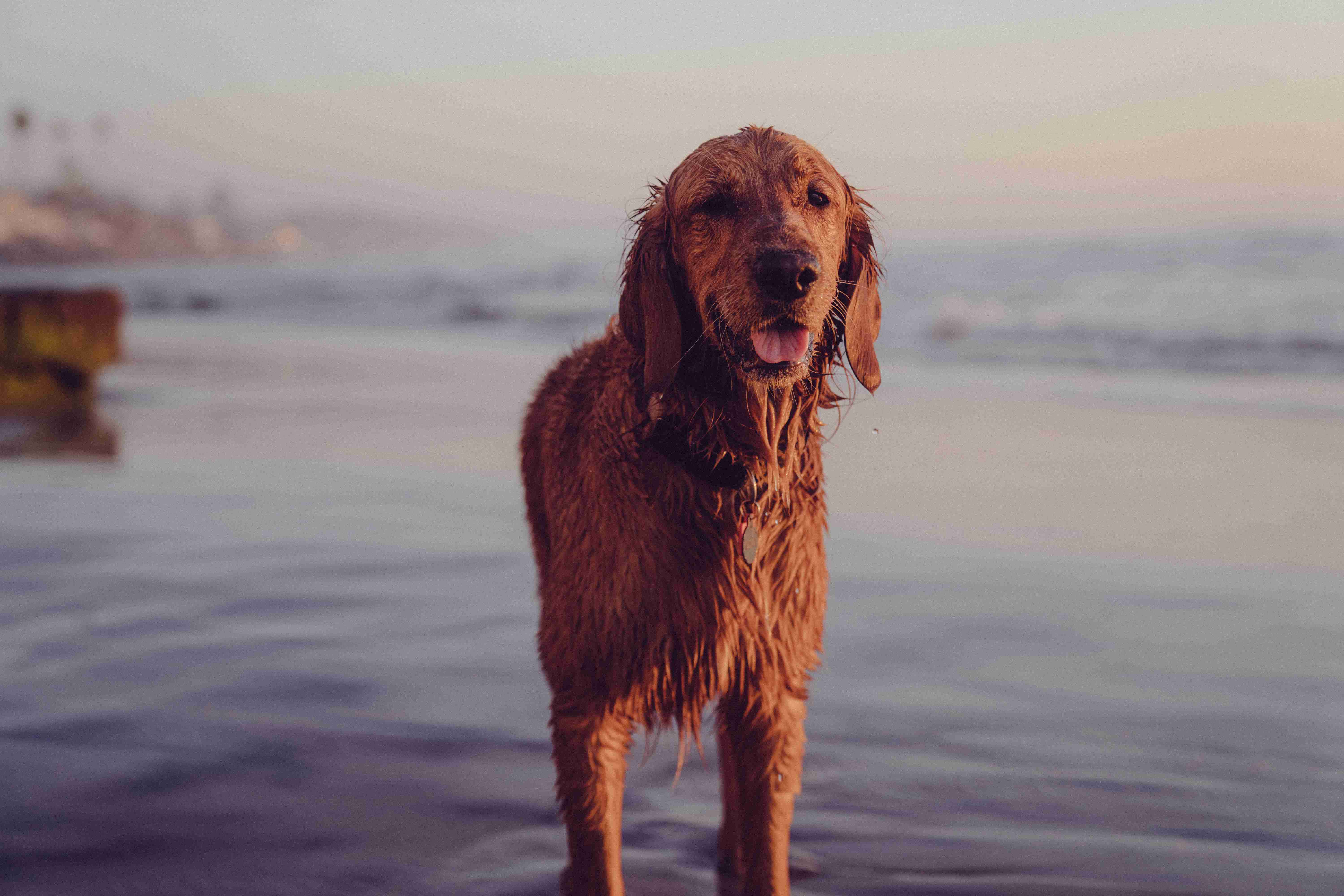 The Importance of Breed Standards in Golden Retriever Breeding: A Guide for Dog Enthusiasts