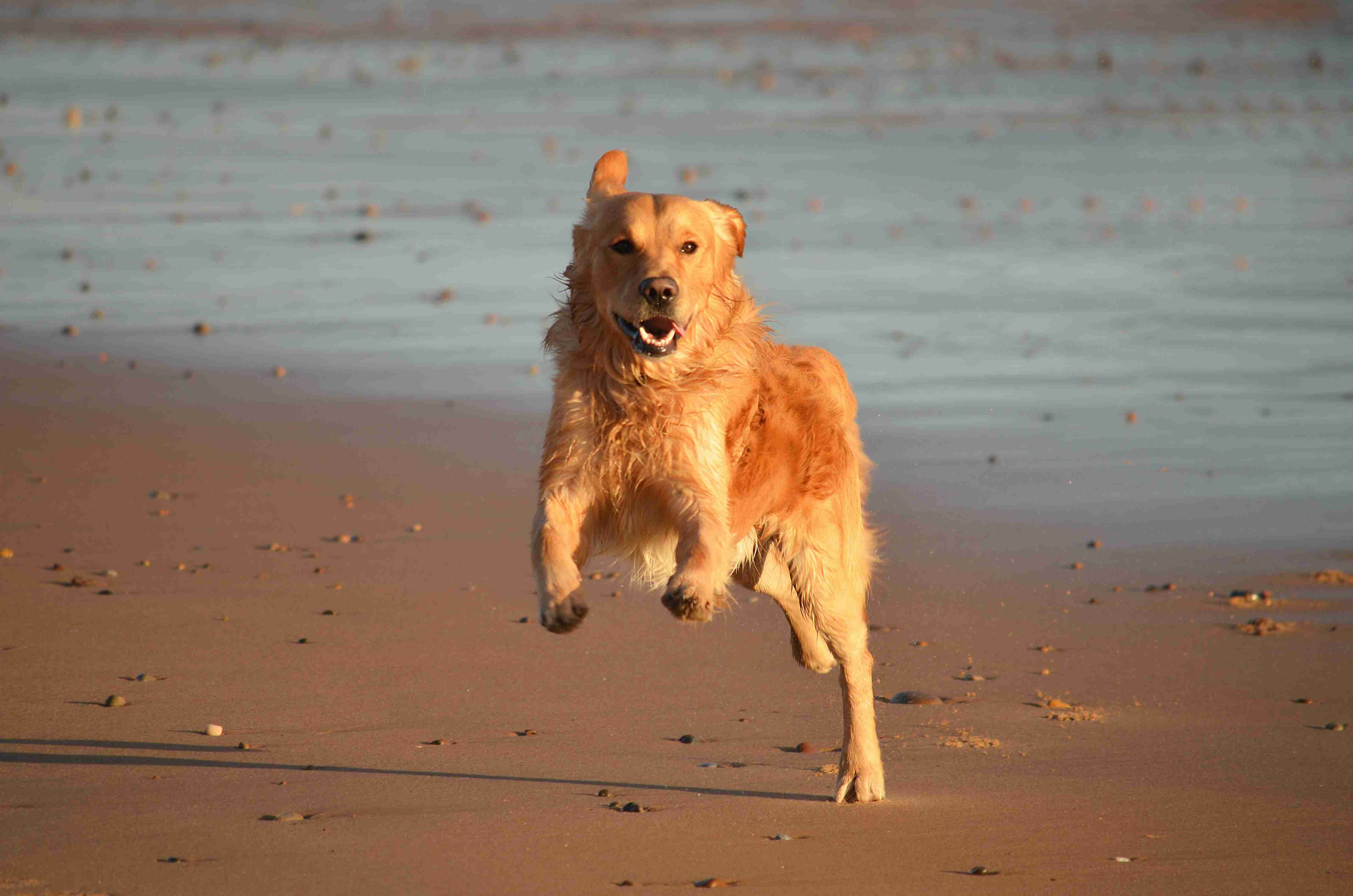 Golden Retriever Dental Health: Tips to Help Your Pup Eat Comfortably