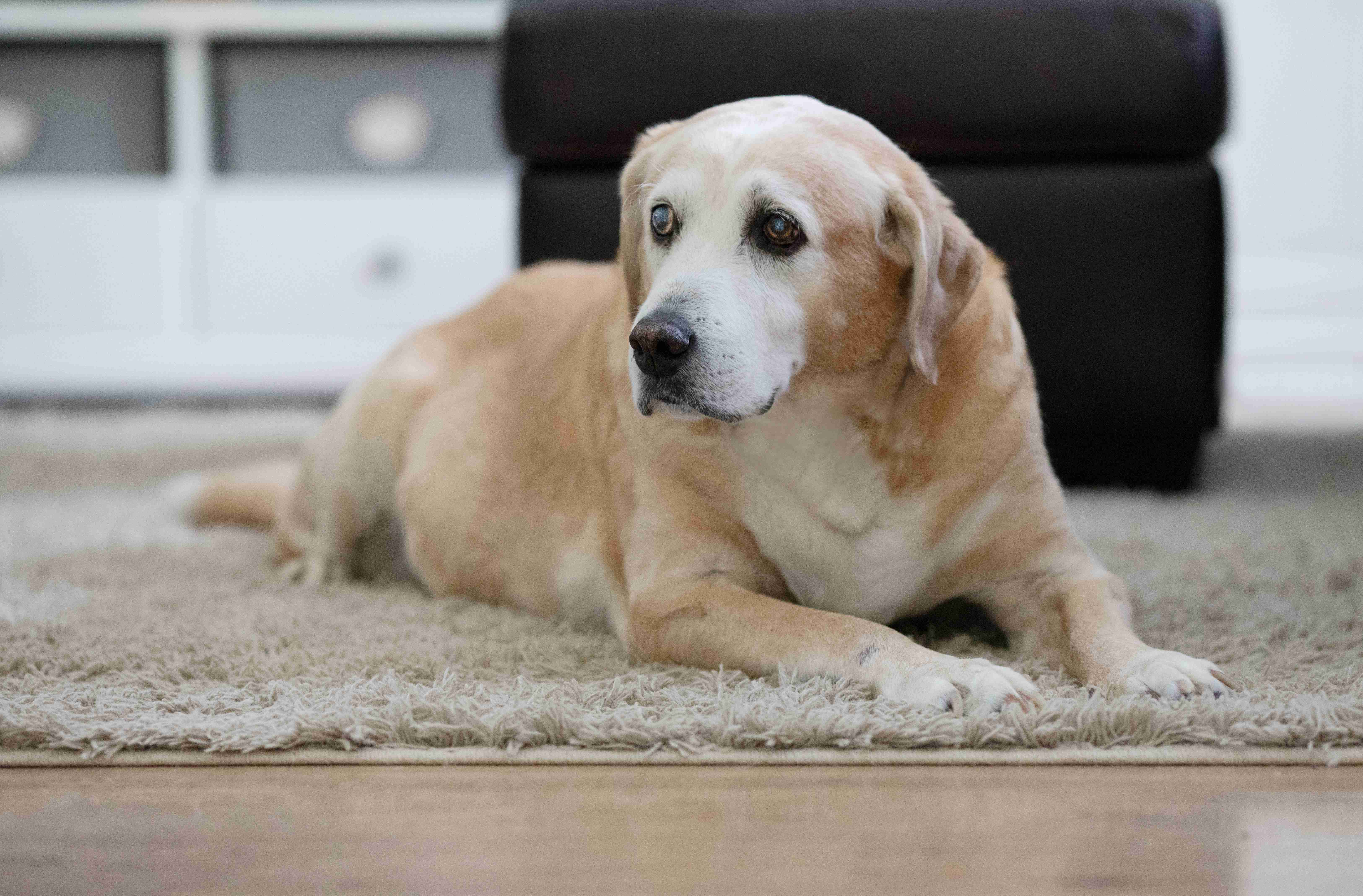How can I prevent my golden retriever from developing hot spots?