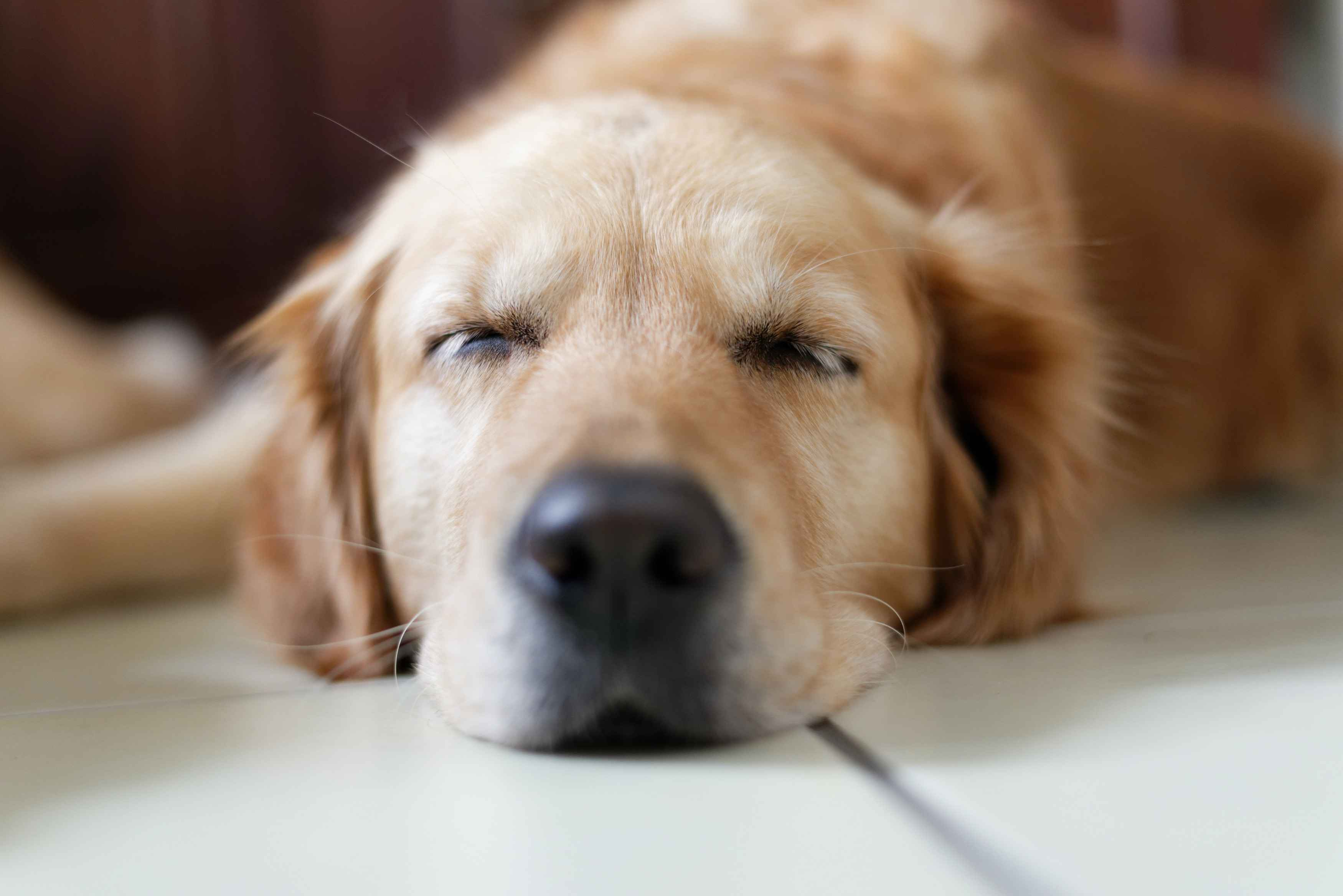 Boosting Your Golden Retriever's Health: The Importance of Antioxidants in Their Diet