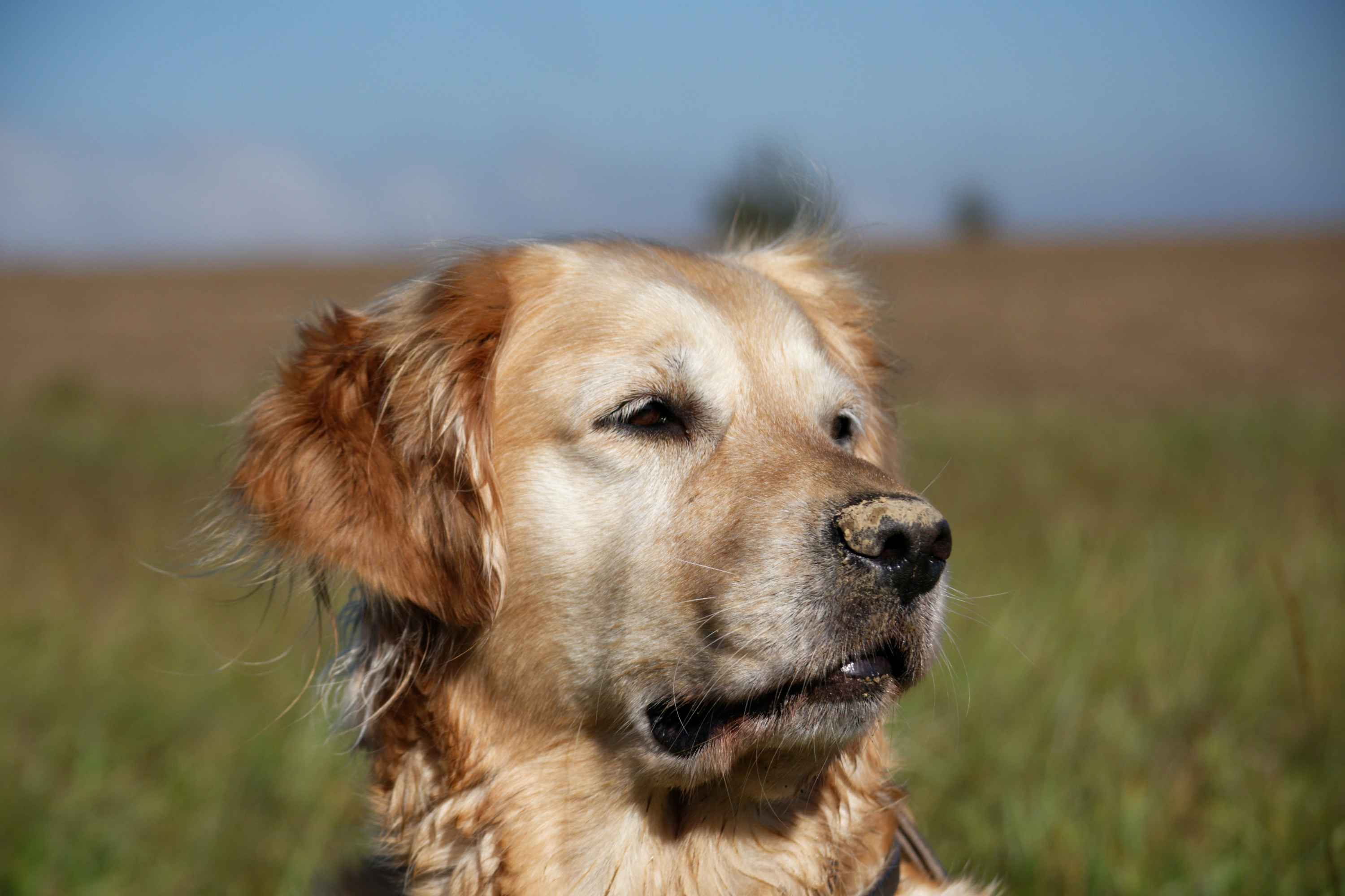 Are Golden Retrievers prone to any specific allergies?