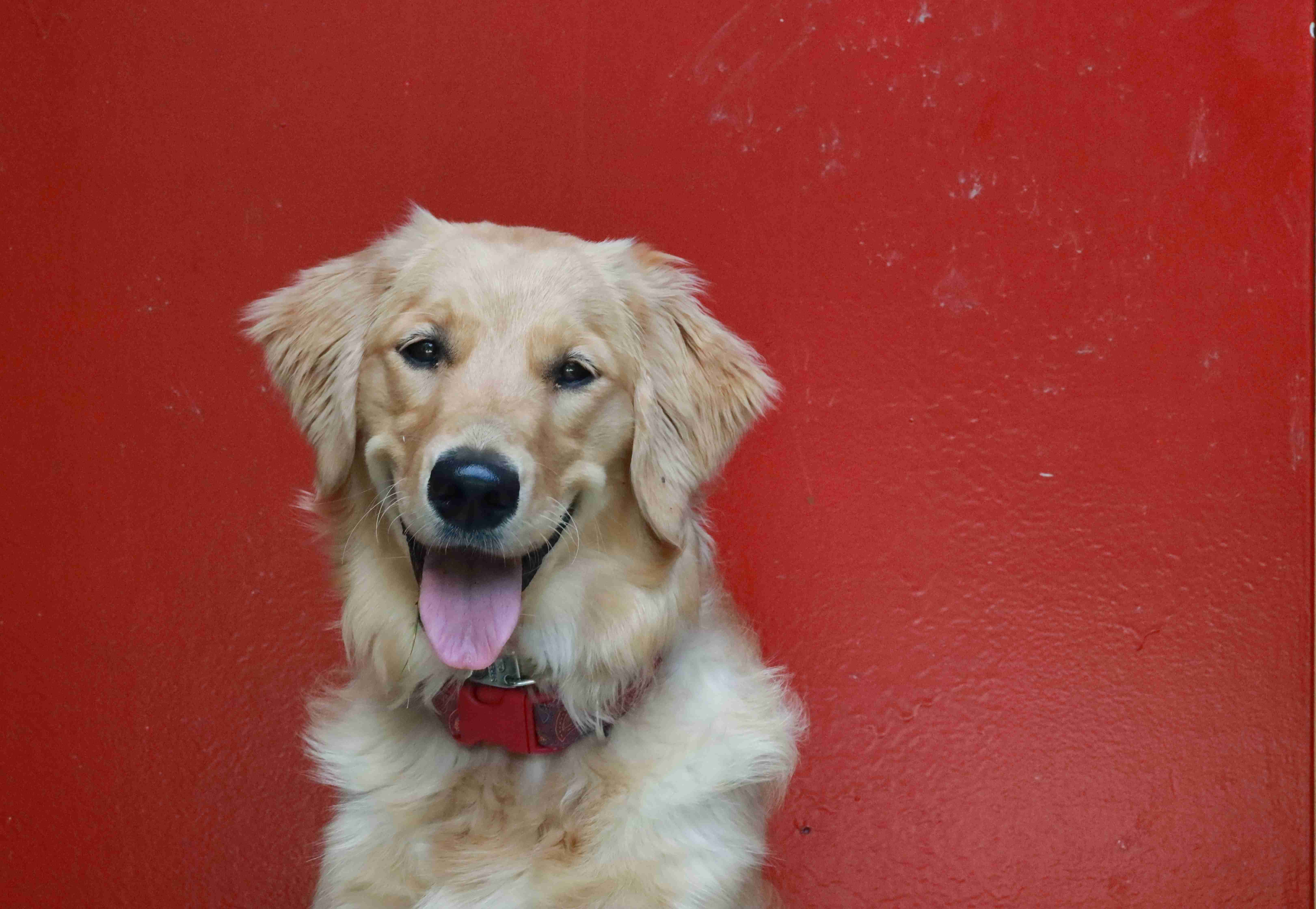 Can Golden Retrievers be prone to certain types of autoimmune diseases?
