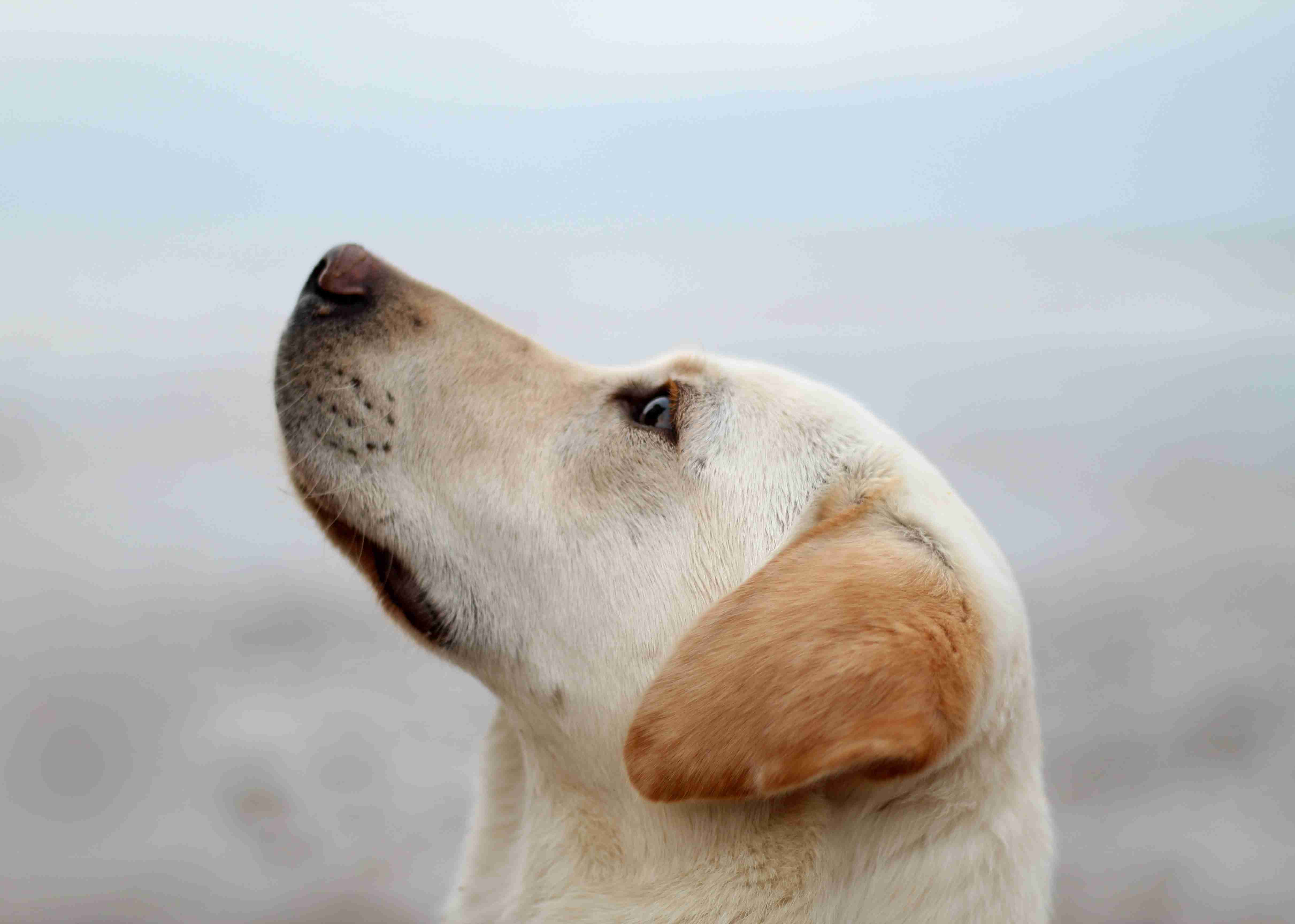 Boosting Your Golden Retriever's Health: Tips for Managing Slow or Fast Metabolism