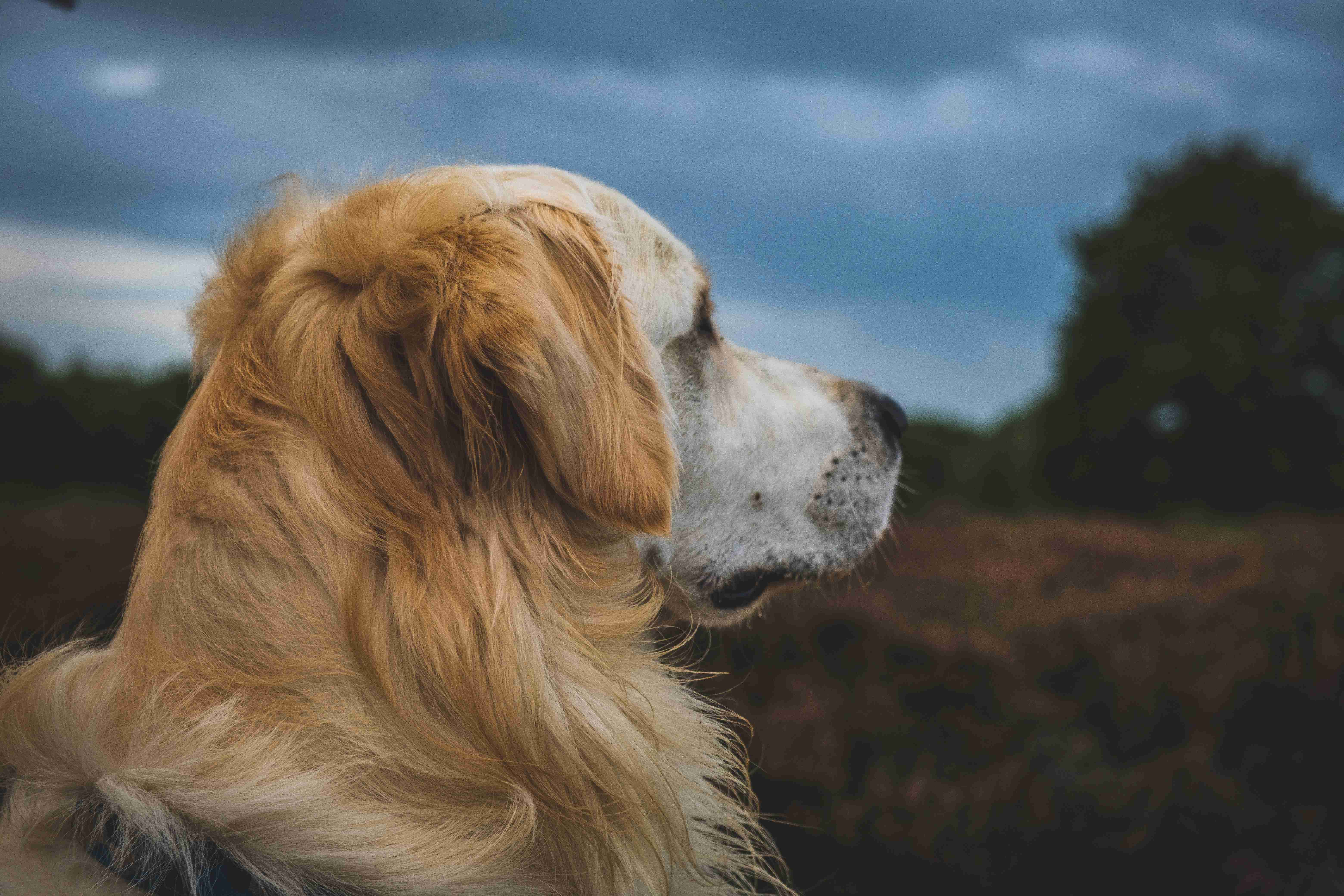 How can I prevent my golden retriever from developing allergies?