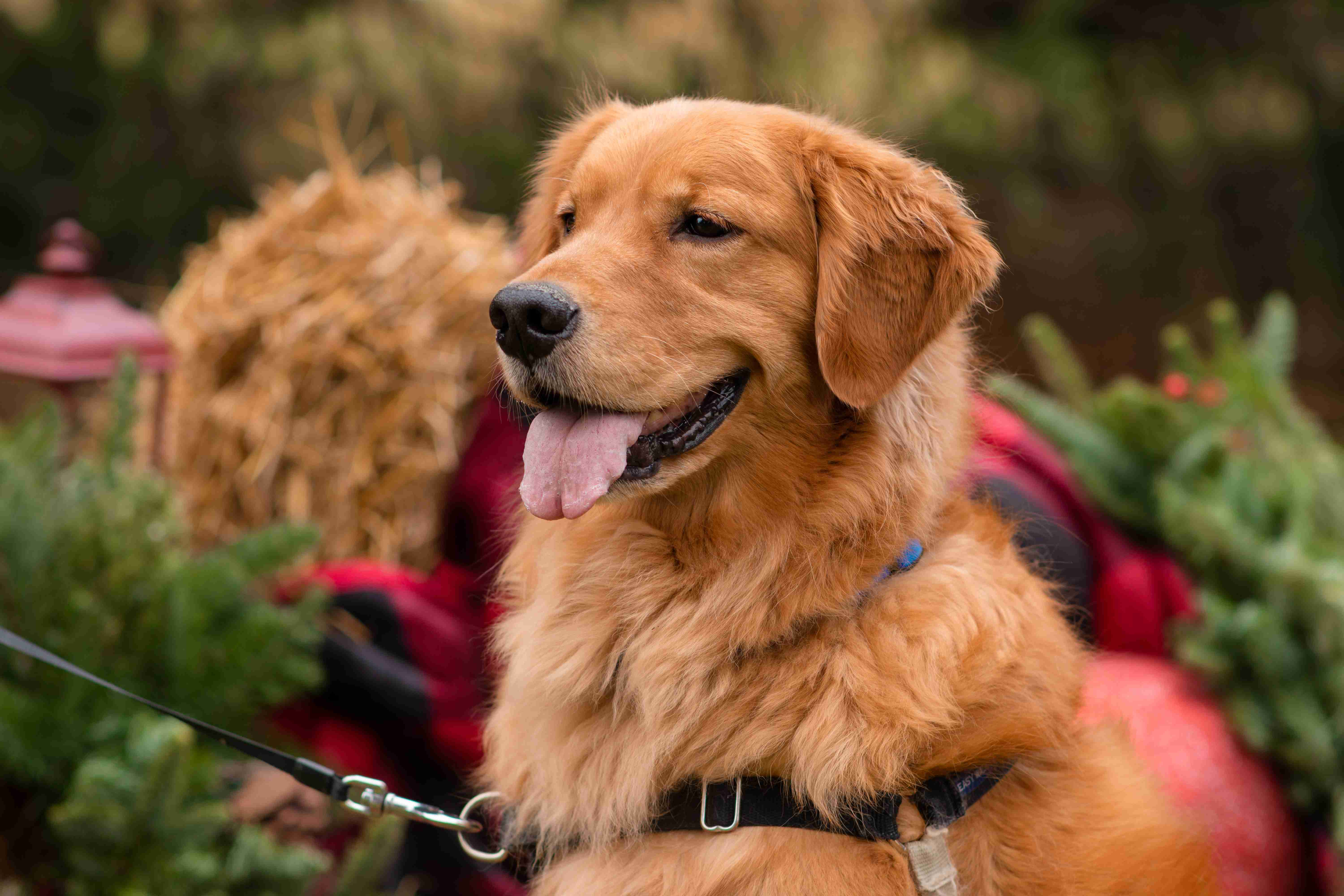 Spotting Addison's Disease in Golden Retrievers: Signs and Symptoms to Look Out For