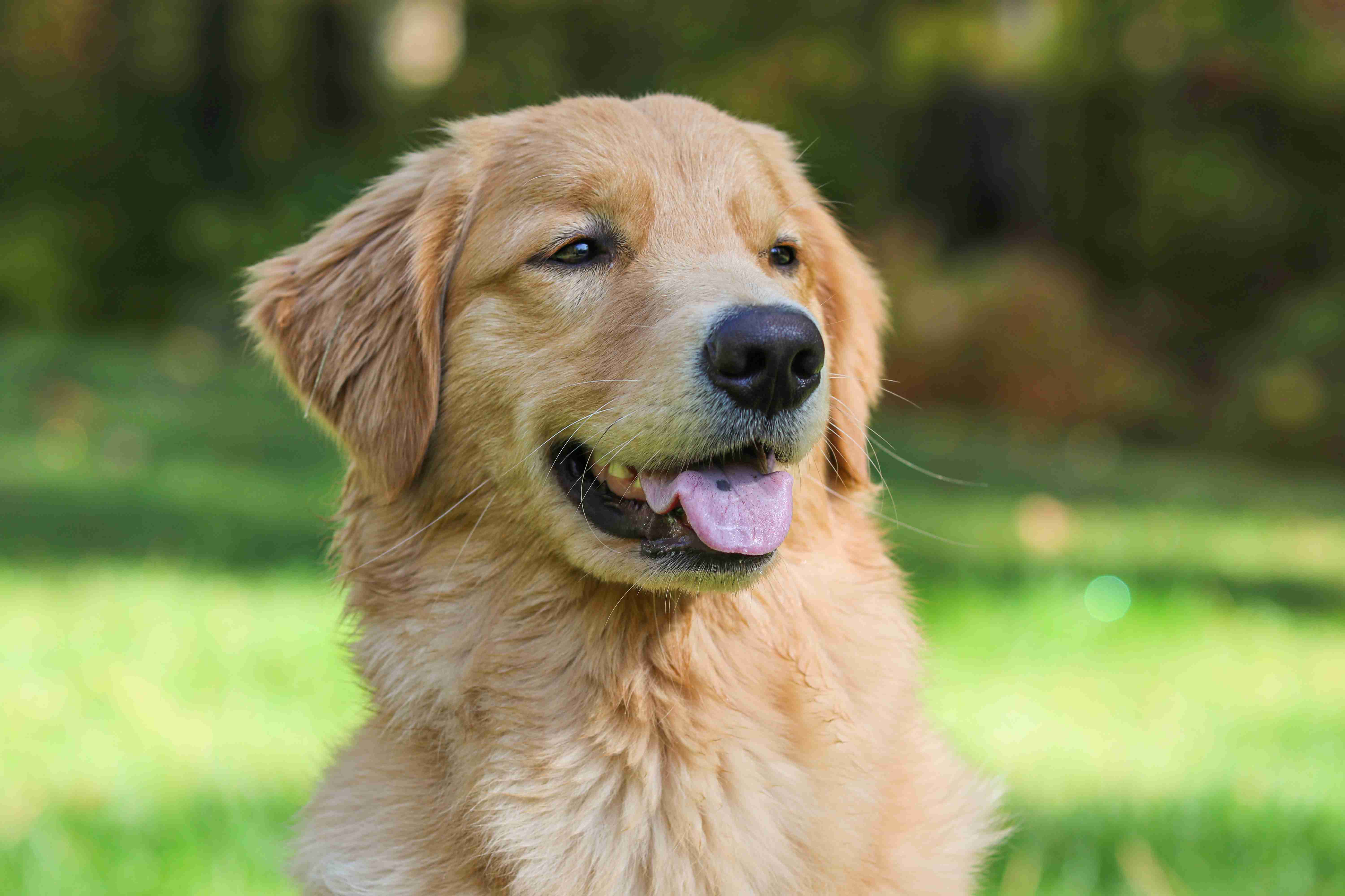 5 Red Flags: How to Tell if Your Golden Retriever is Bored