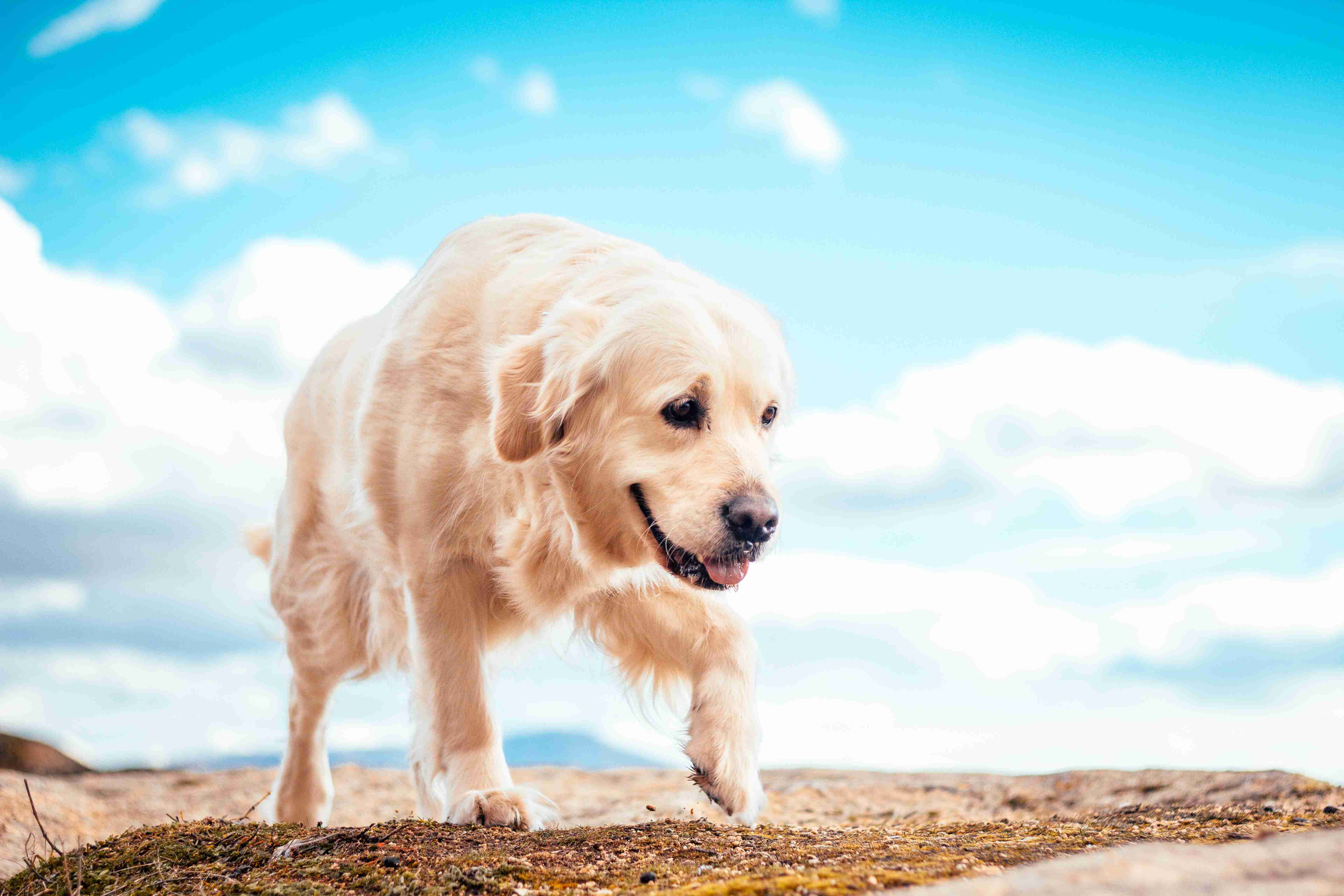 Managing Golden Retriever Fear and Anxiety: Tips for Dealing with Loud Noises and Family Activities