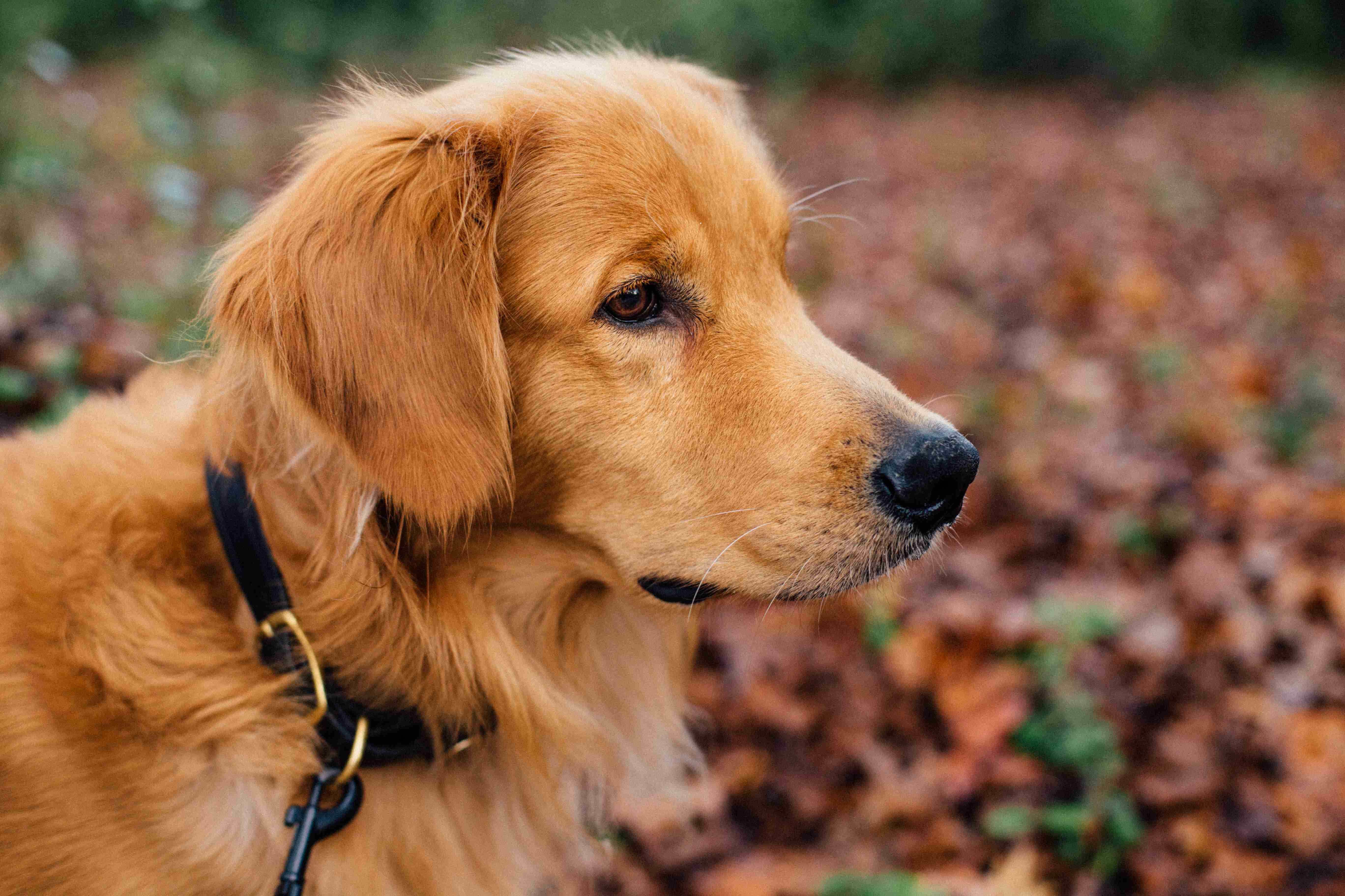 Golden Tips: Preventing Urinary Issues in Golden Retrievers