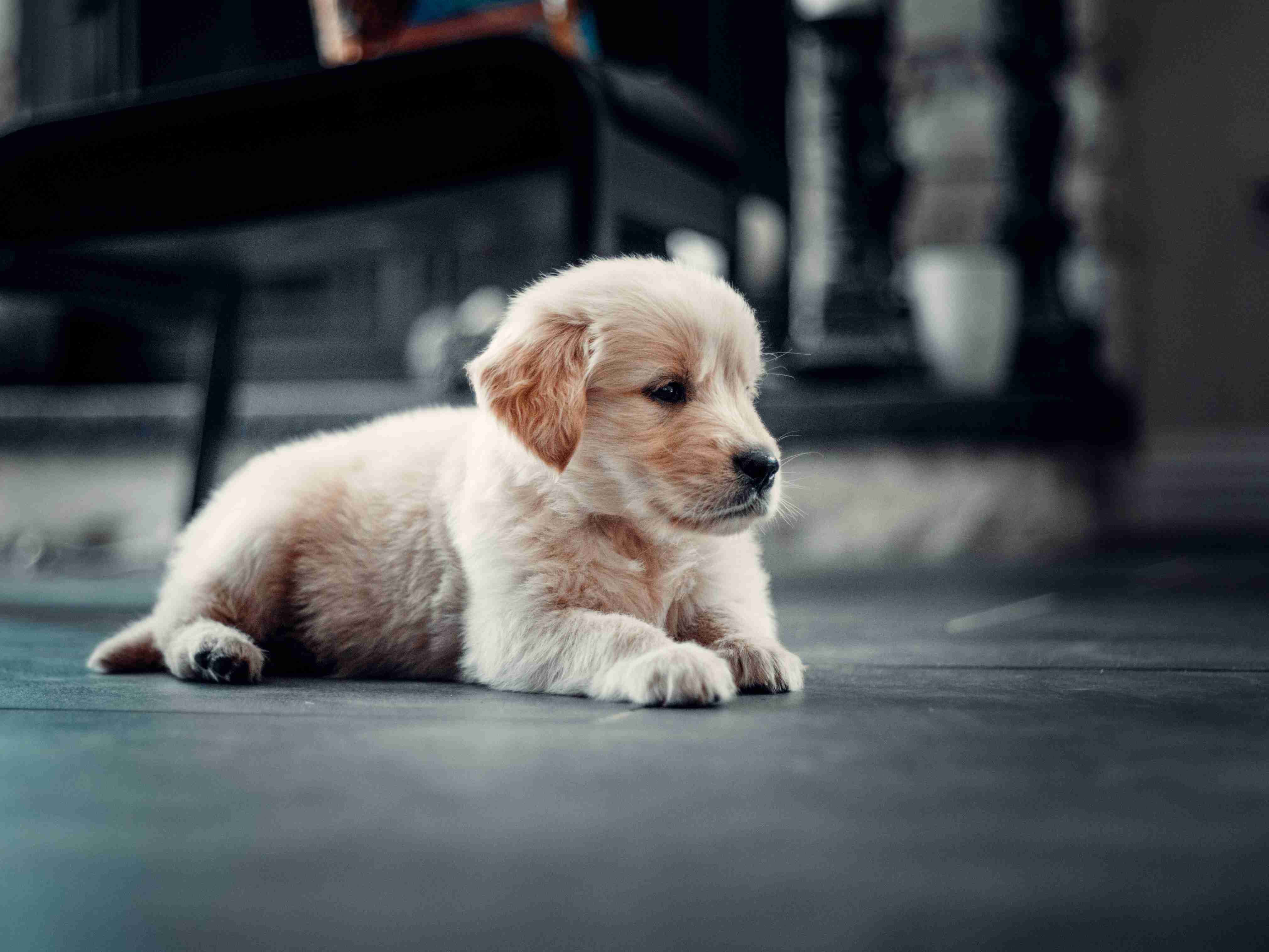 5 Effective Ways to Boost Your Golden Retriever Puppy's Prey Drive for Hunting and Scent Work