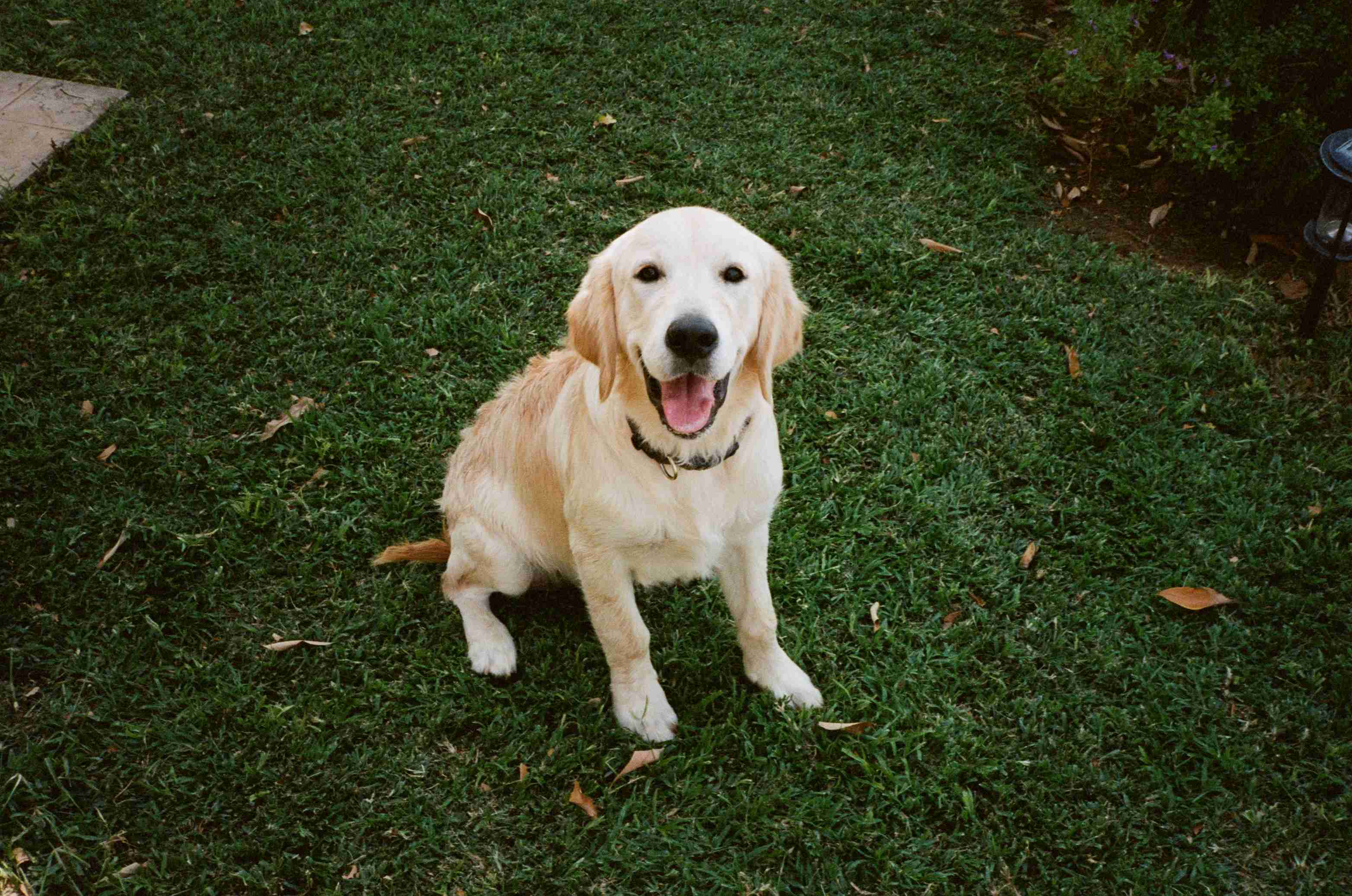 Can Golden Retrievers be prone to certain types of cancer?