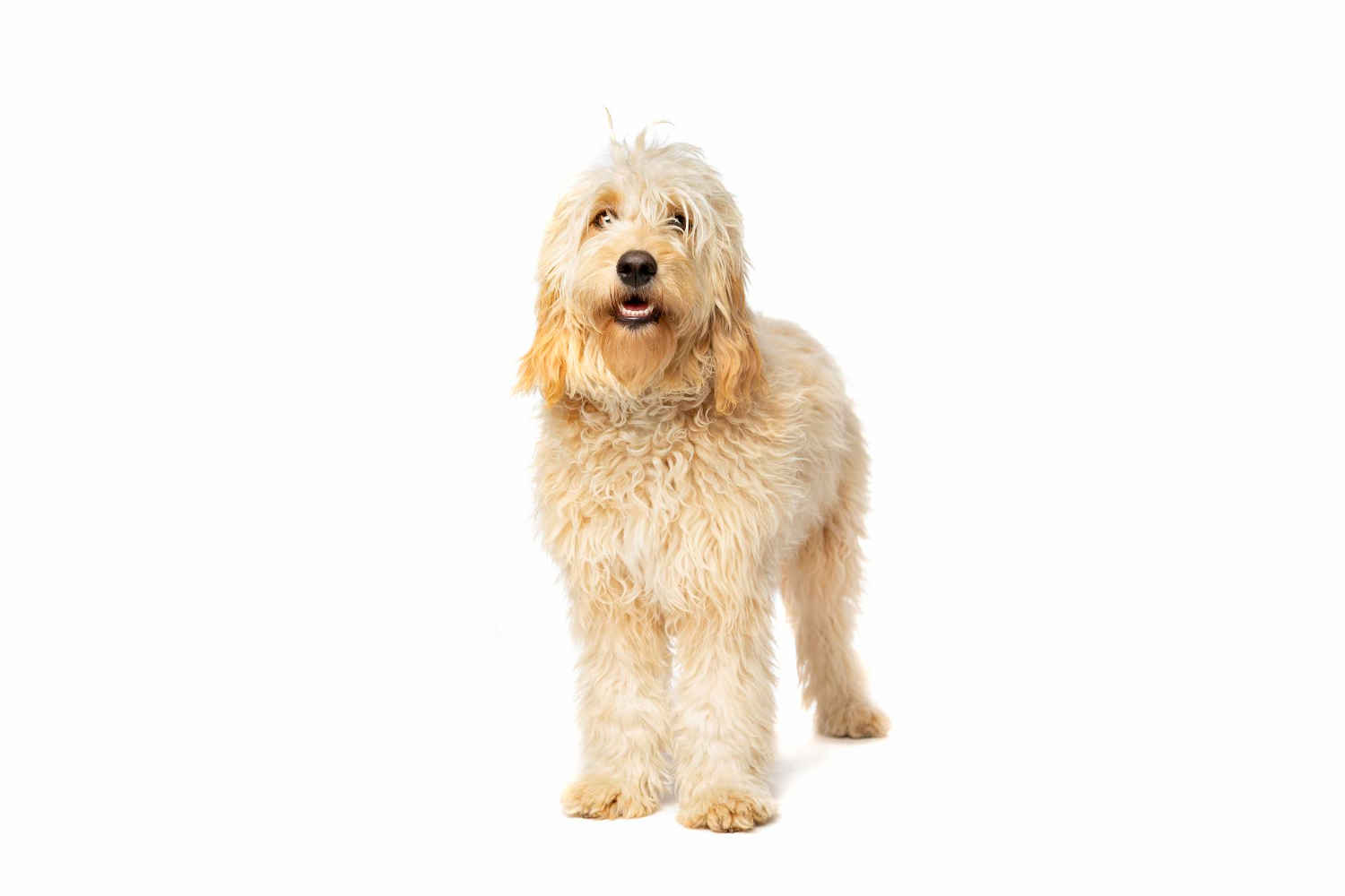 Unveiling the Truth: Do Goldendoodles Have a Higher Risk of Eye Problems?