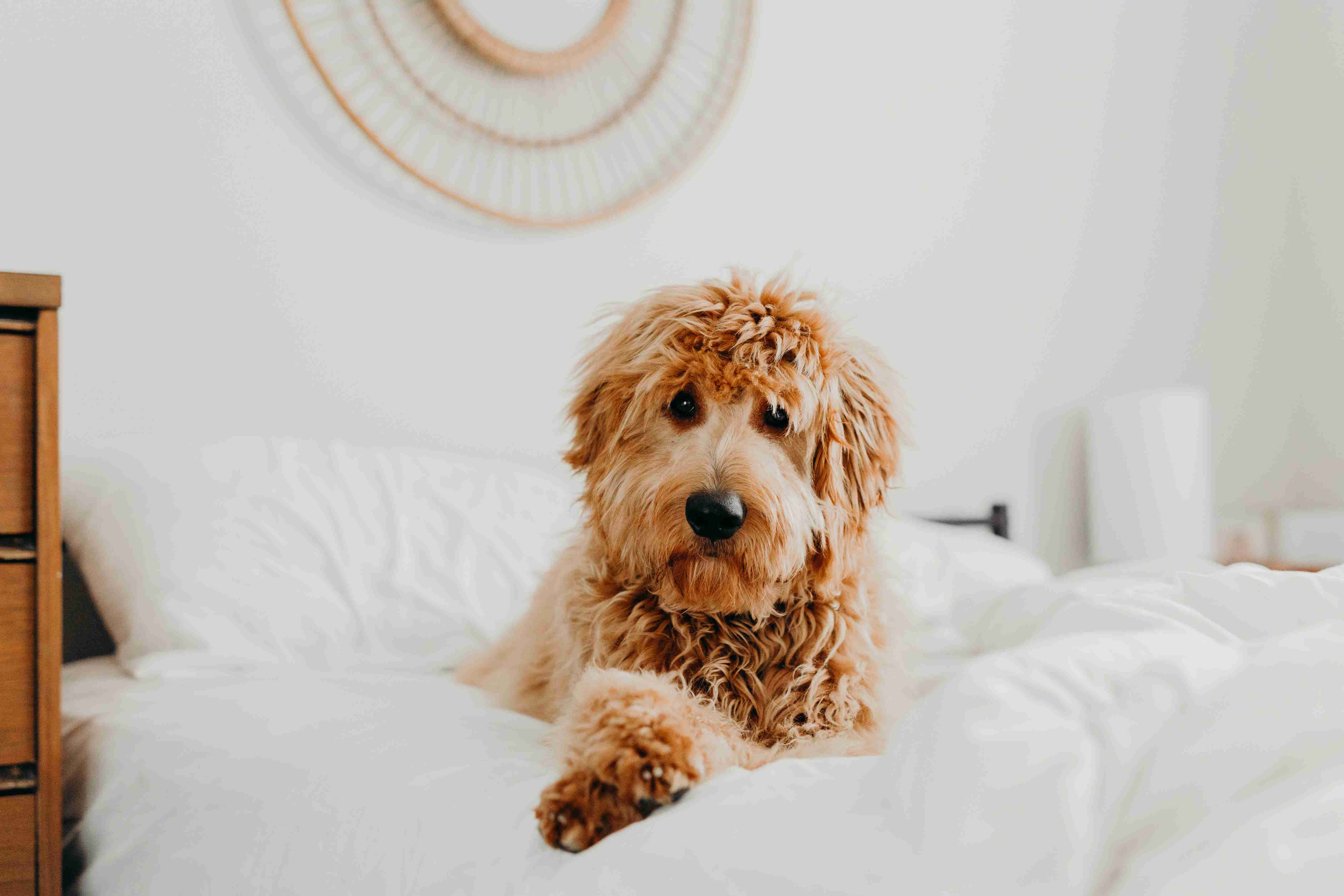 Goldendoodles for Anxiety: Can These Adorable Dogs Help Reduce Symptoms?