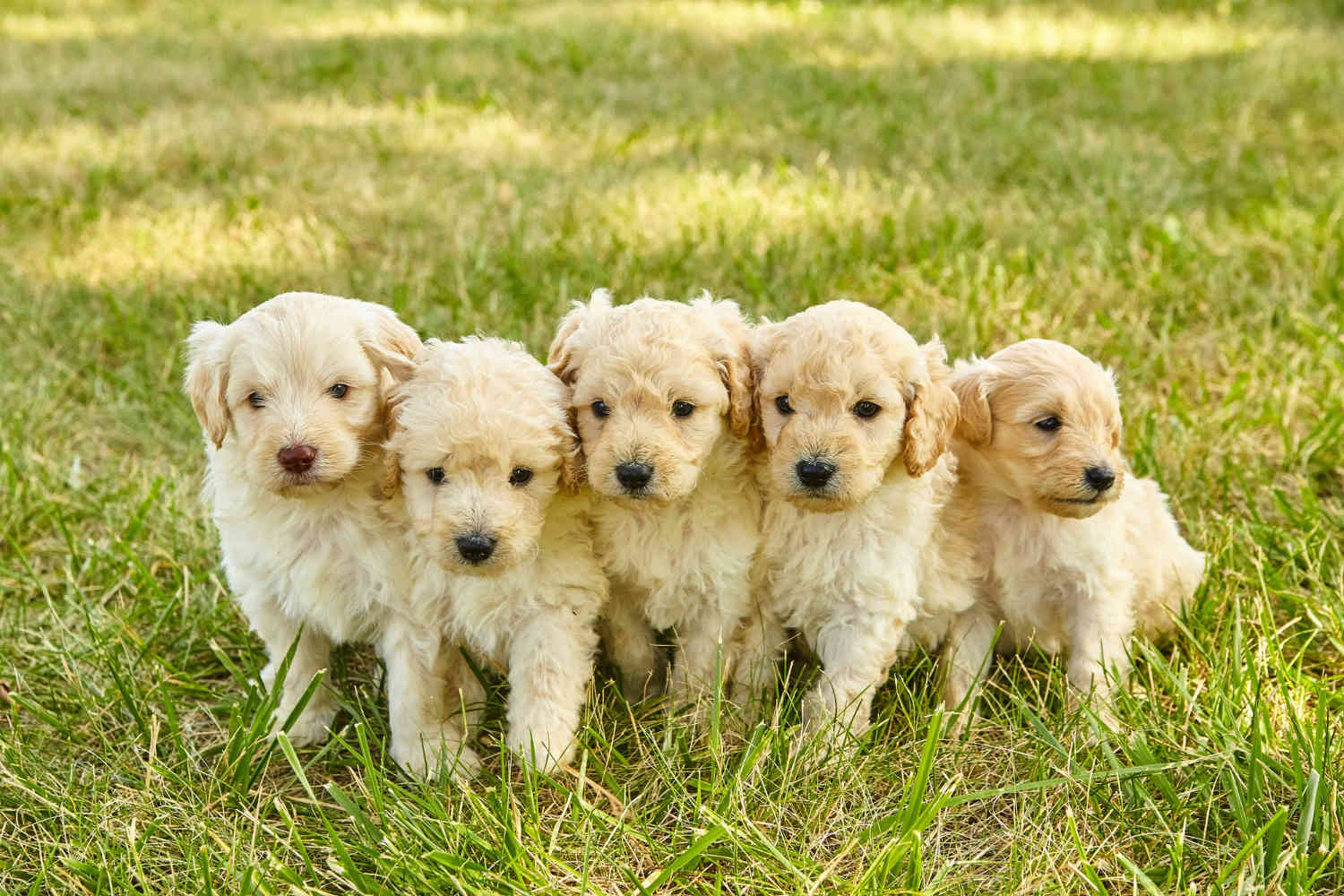 Uncovering the Truth: Do Goldendoodles Suffer from Food Allergies?