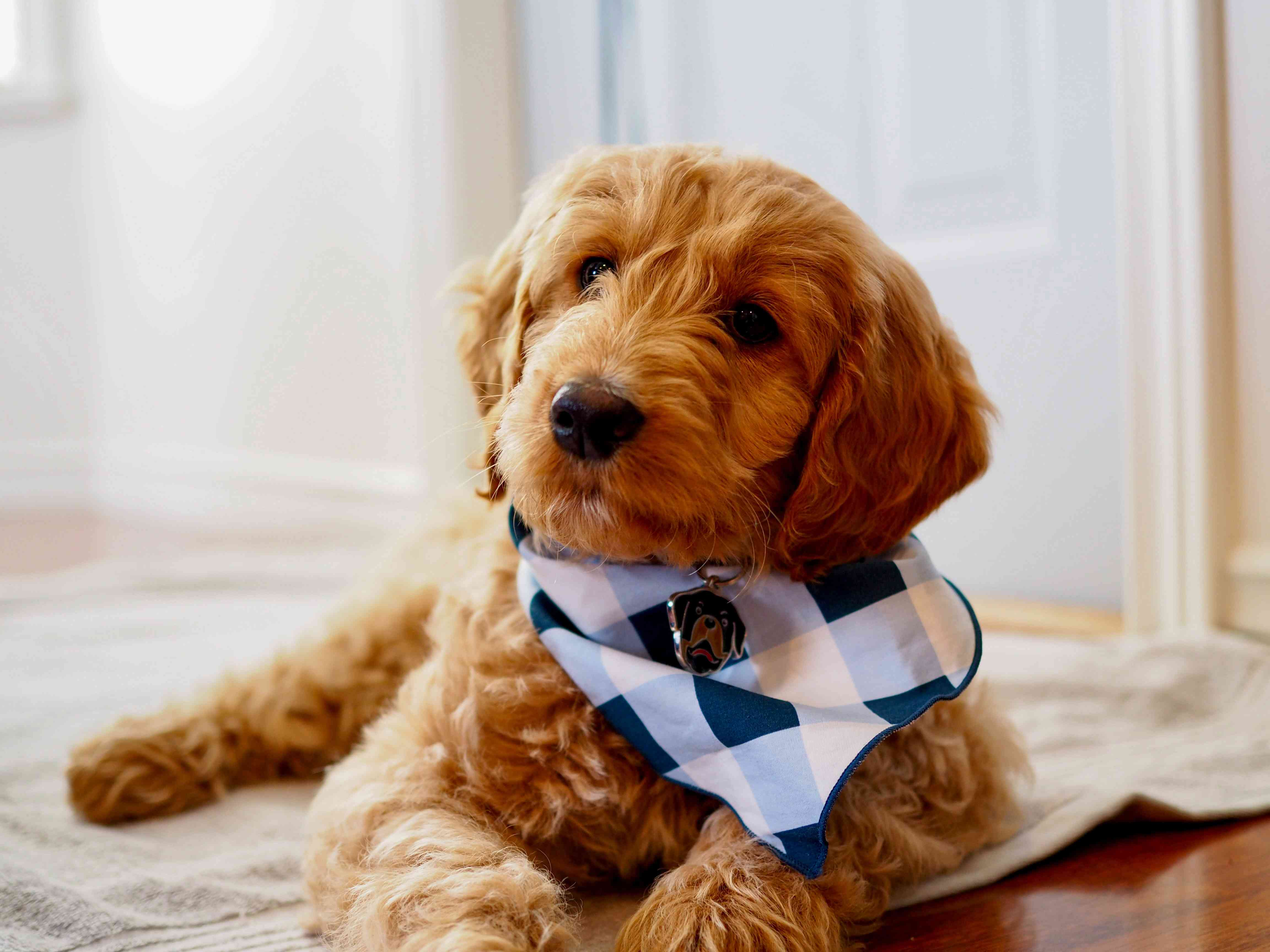 Say Goodbye to Submissive Urination in Goldendoodles: Effective Management Tips