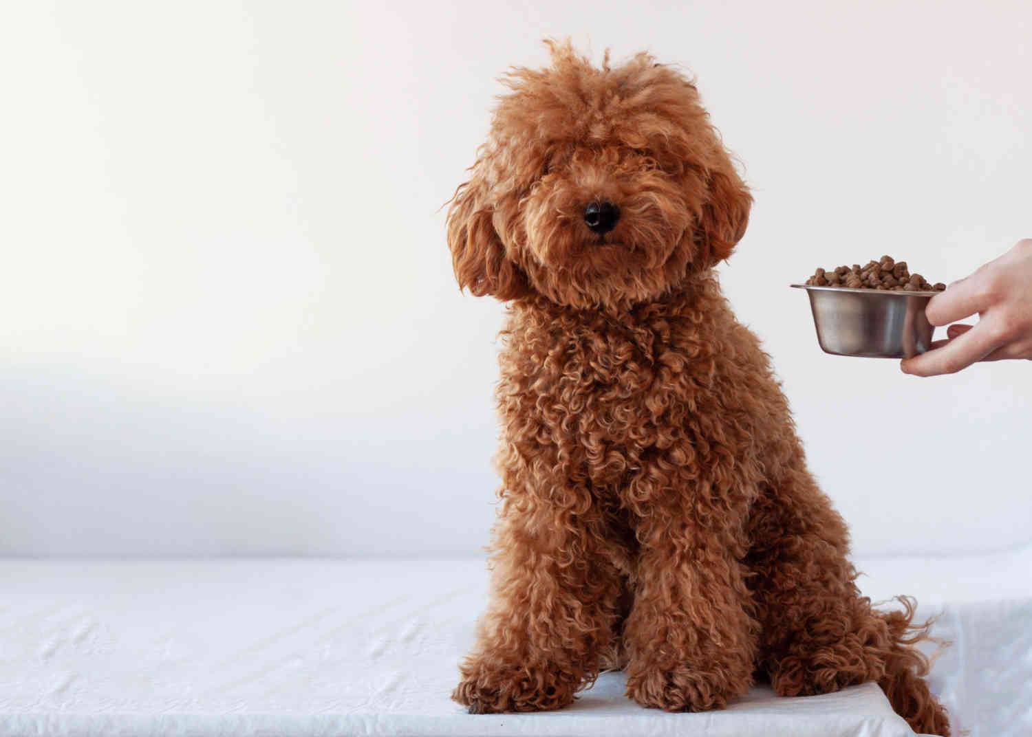 Uncovering the Truth: Elbow Dysplasia in Goldendoodles