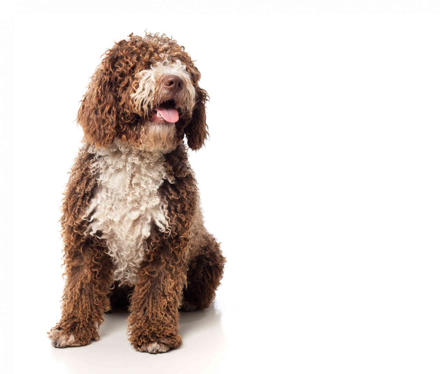 Uncovering the Truth: Can Goldendoodles Excel in Tracking Tasks?