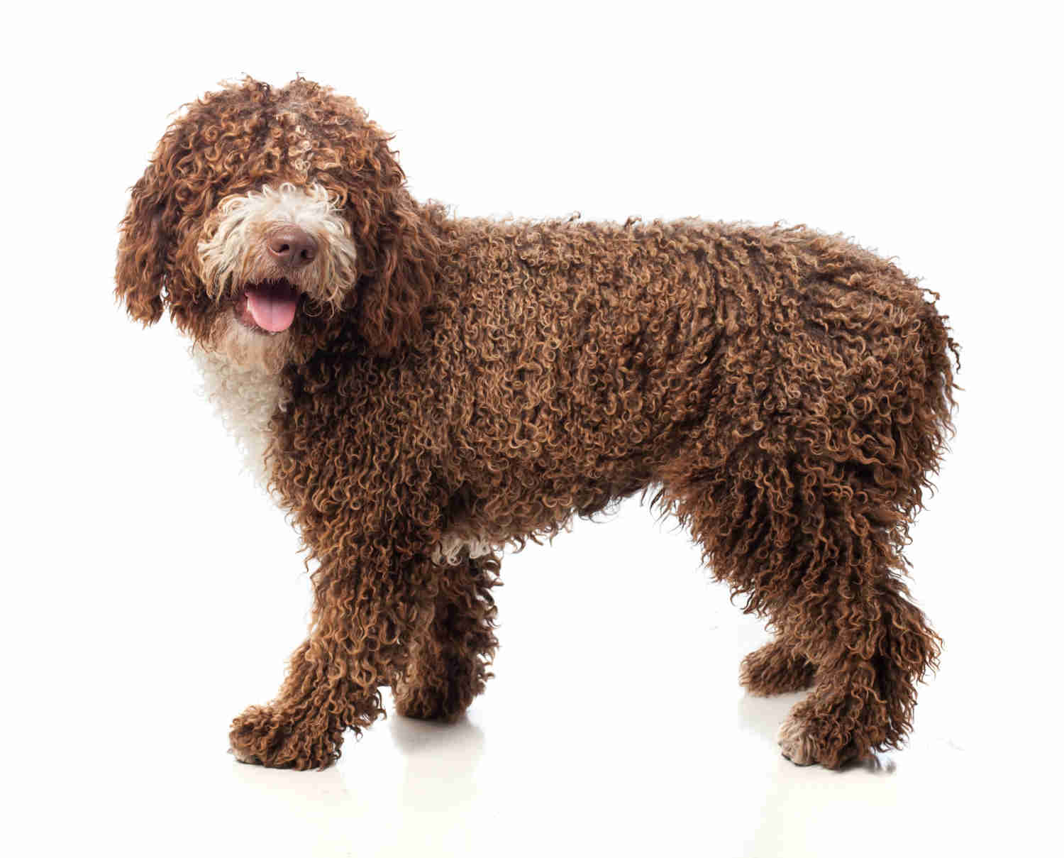 Goldendoodle vs. Labradoodle: Understanding the Key Differences