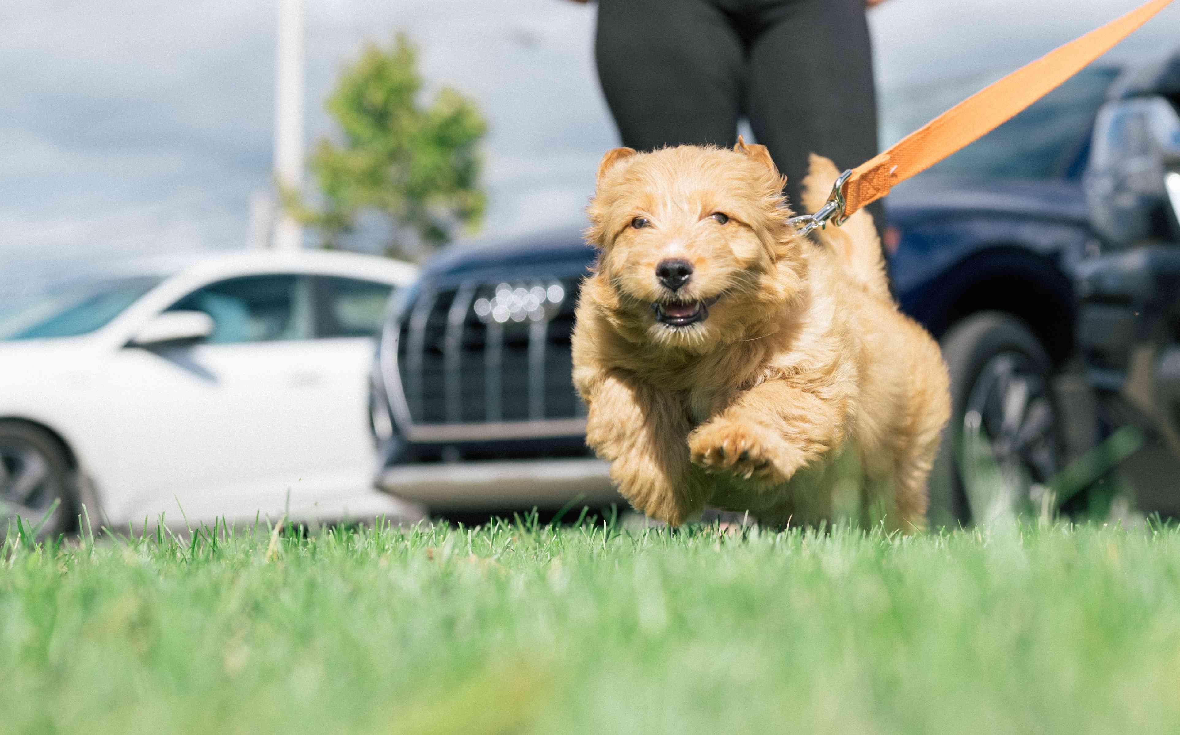 Unleashing Potential: Exploring the Ability of Goldendoodles to Excel in Dog Sports