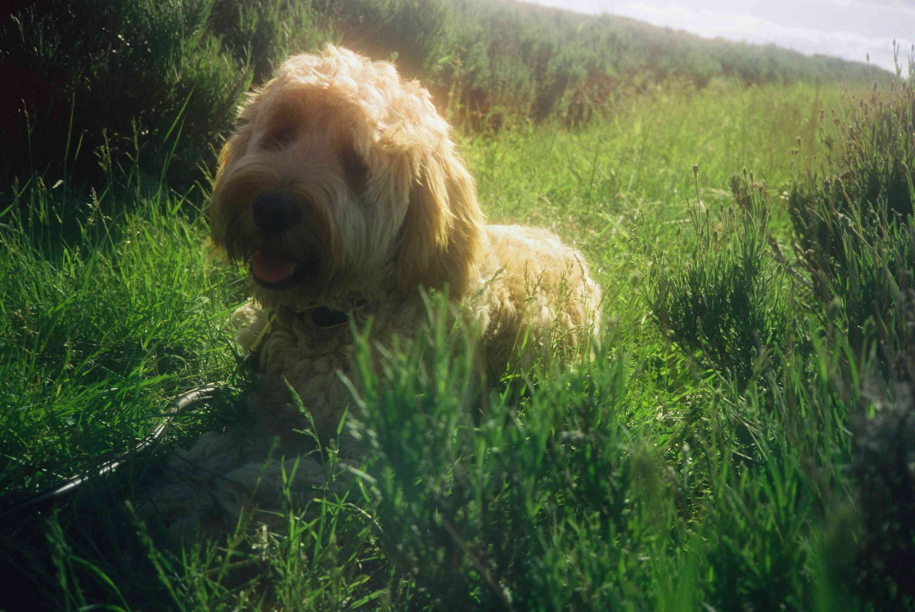Hot Weather and Goldendoodles: How Well Do They Tolerate the Heat?