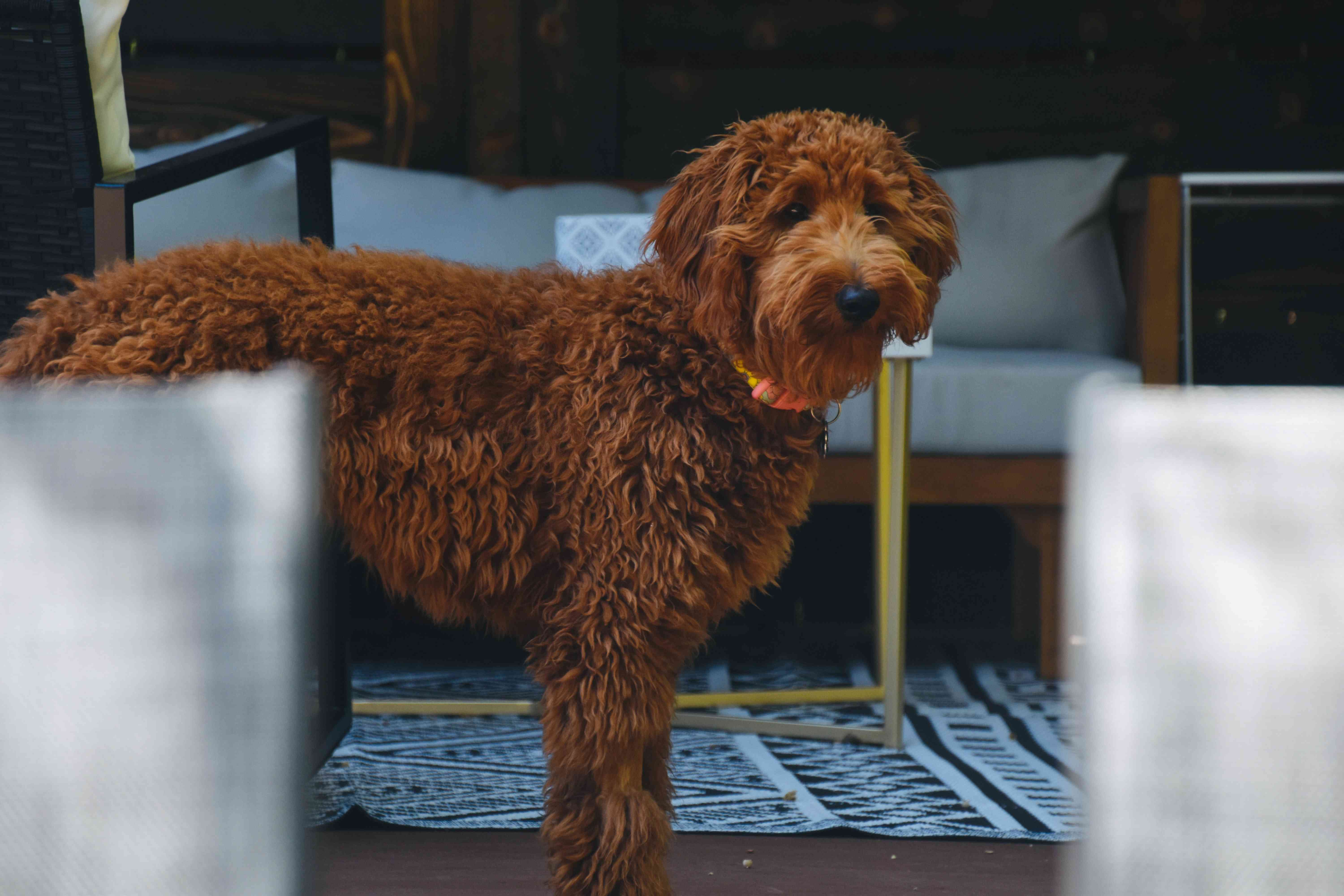 Unleashing the Truth: Can Goldendoodles Excel as Scent-Detection Dogs?