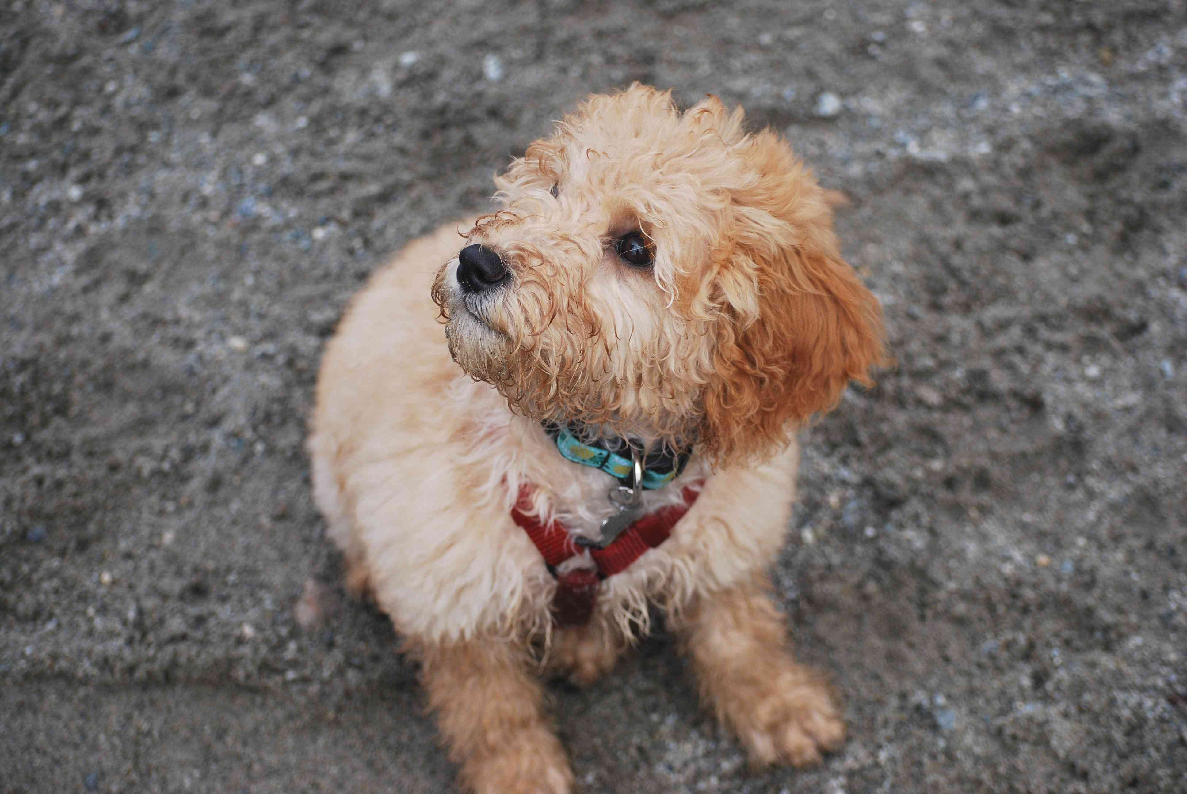 Unleashing the Healing Power of Goldendoodles: Can They Make Great Therapy Dogs for Hospitals?