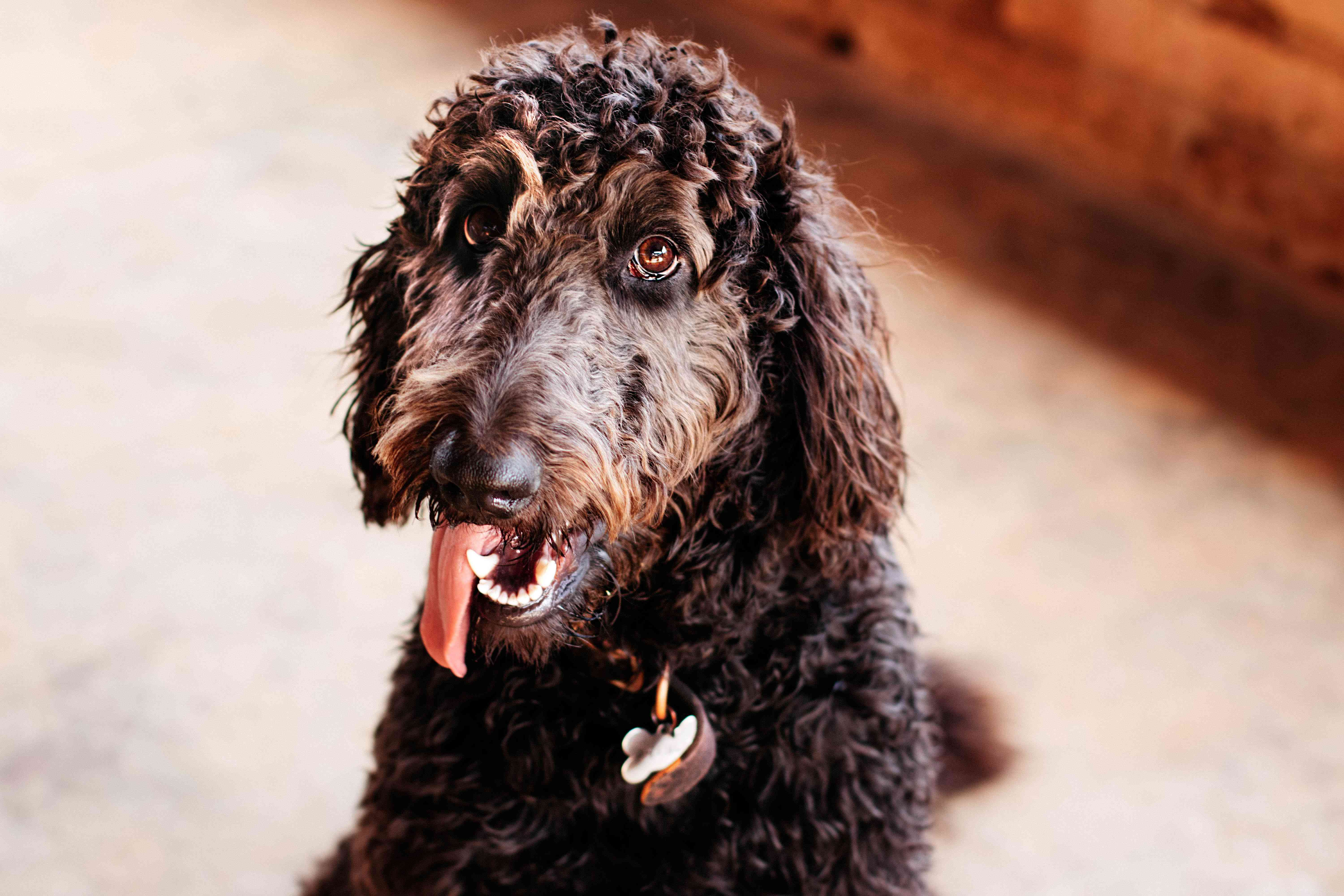 Unveiling the Truth: Goldendoodle Lifespan and How to Prolong It